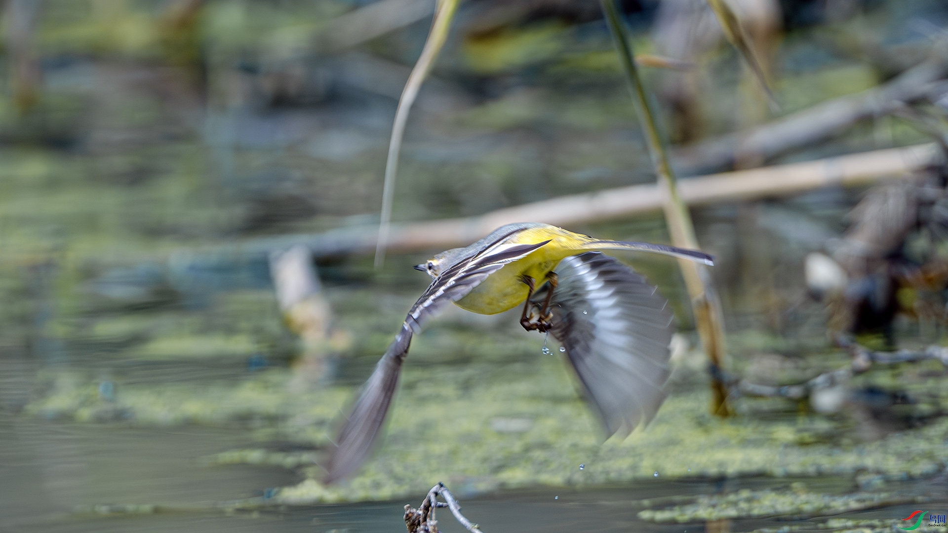 DSC_7905-����ǿ-NR ����.jpg
