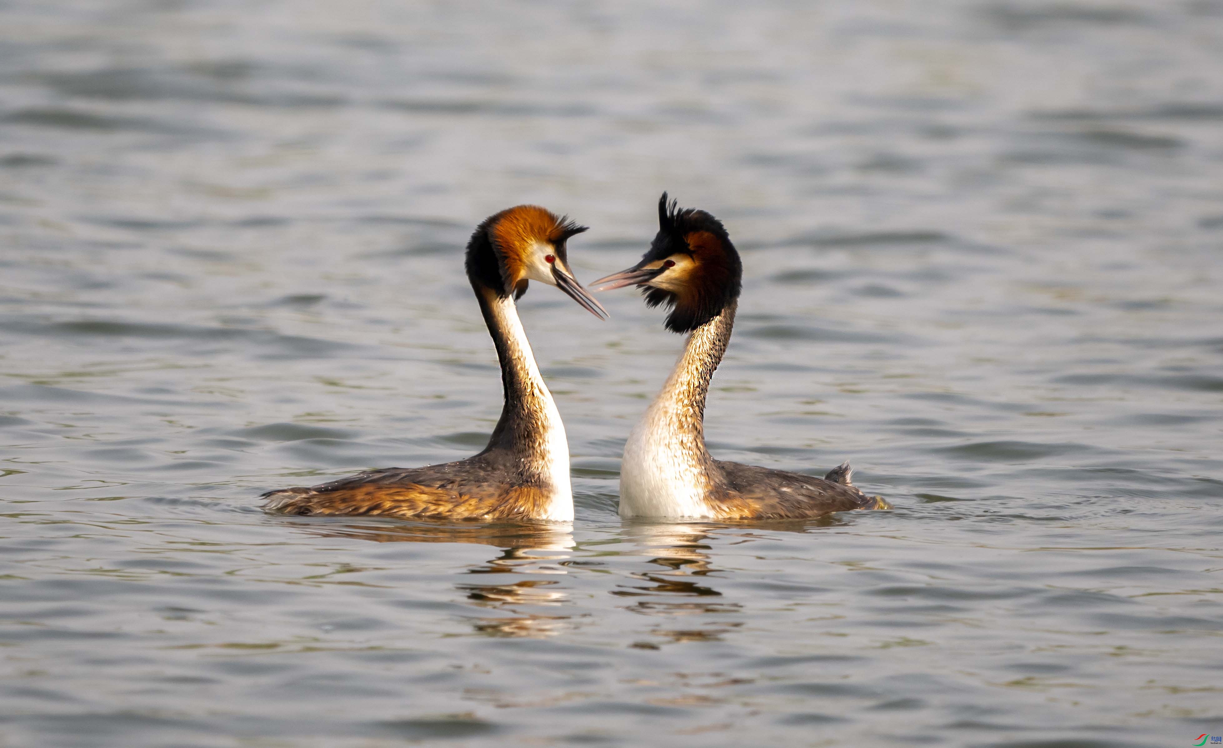 3-��ͷ�G�f�İ��� -xt.jpg