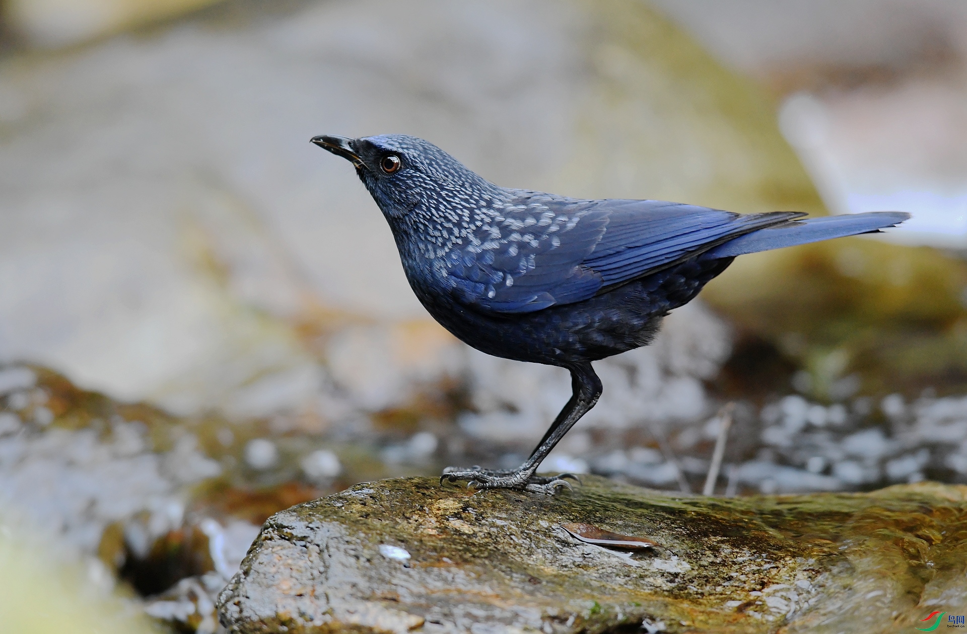 DSC_2763.jpg
