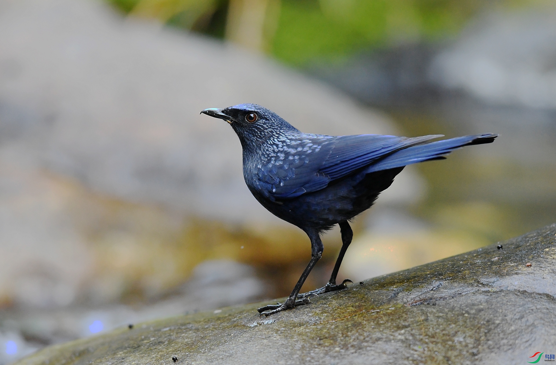 DSC_2768.jpg