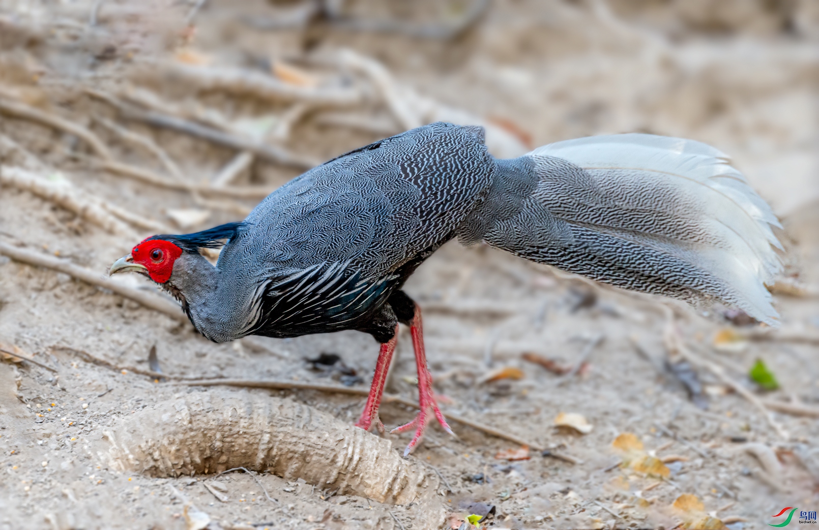 _DSC8520-21.jpg
