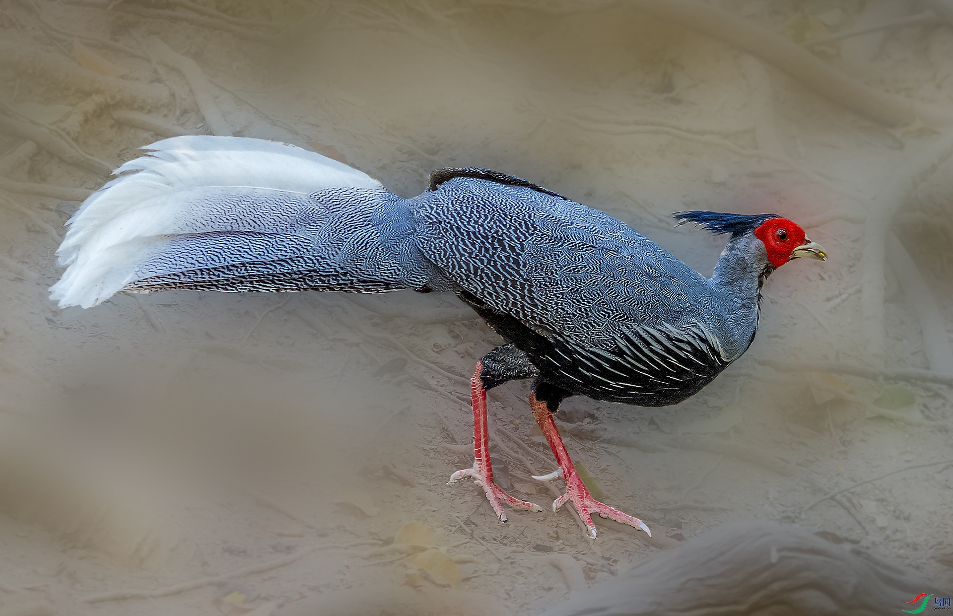 _DSC8564a.jpg