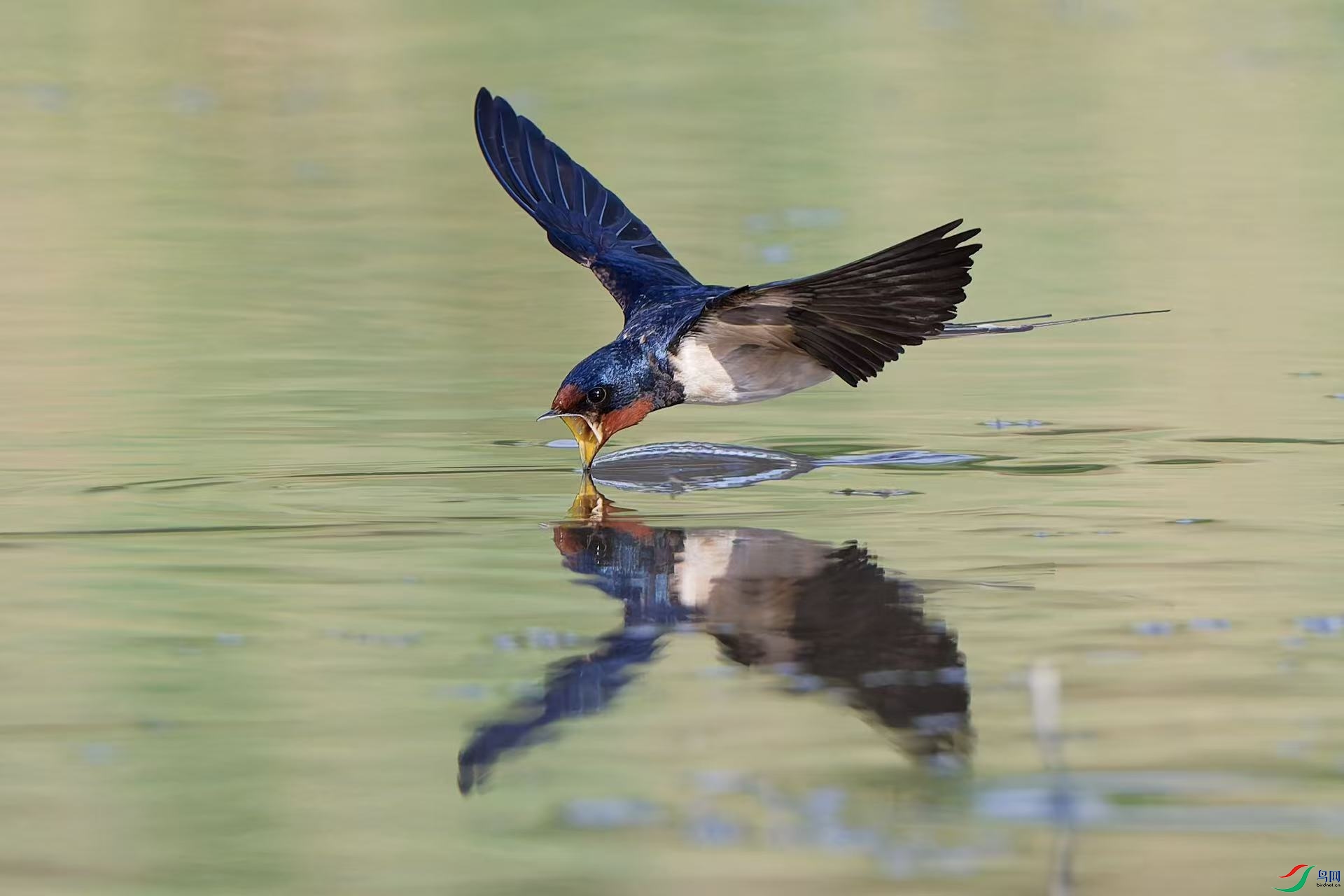 С���Ӻ�ˮ��˲��