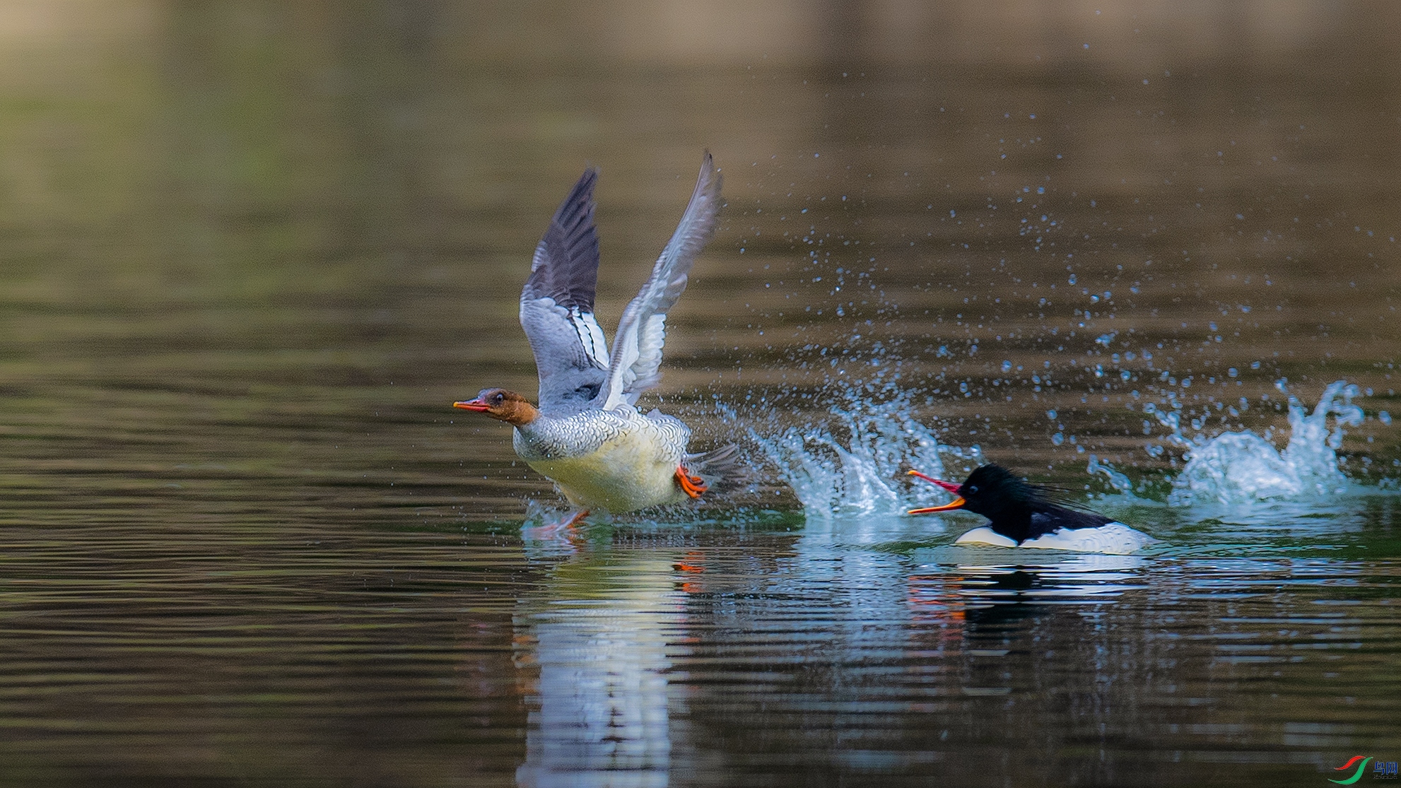 _DSC8925 ����.jpg