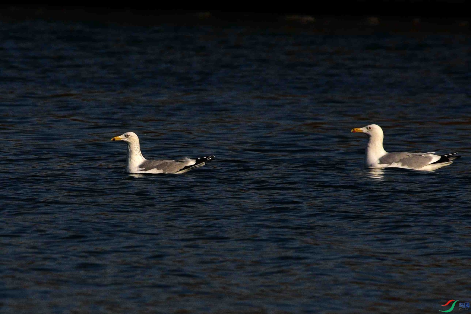 DSC_0122.JPG