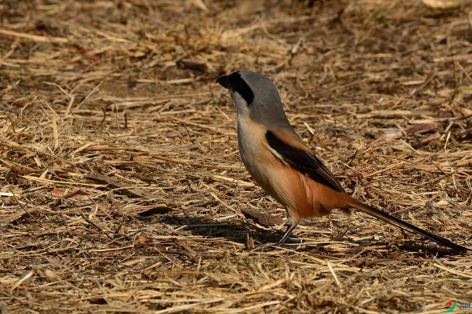 DSC_2194.JPG
