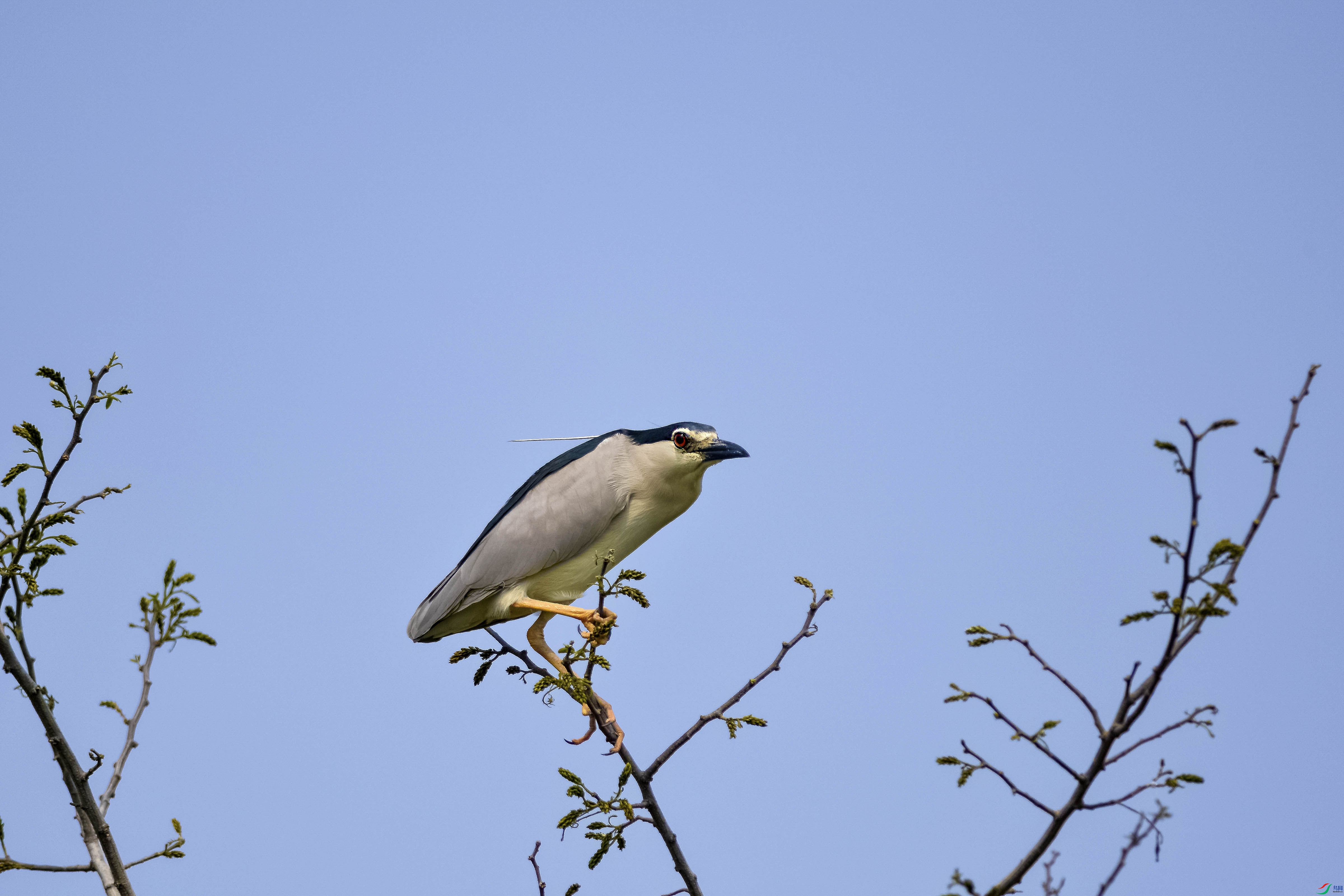 DSC_2110.jpg