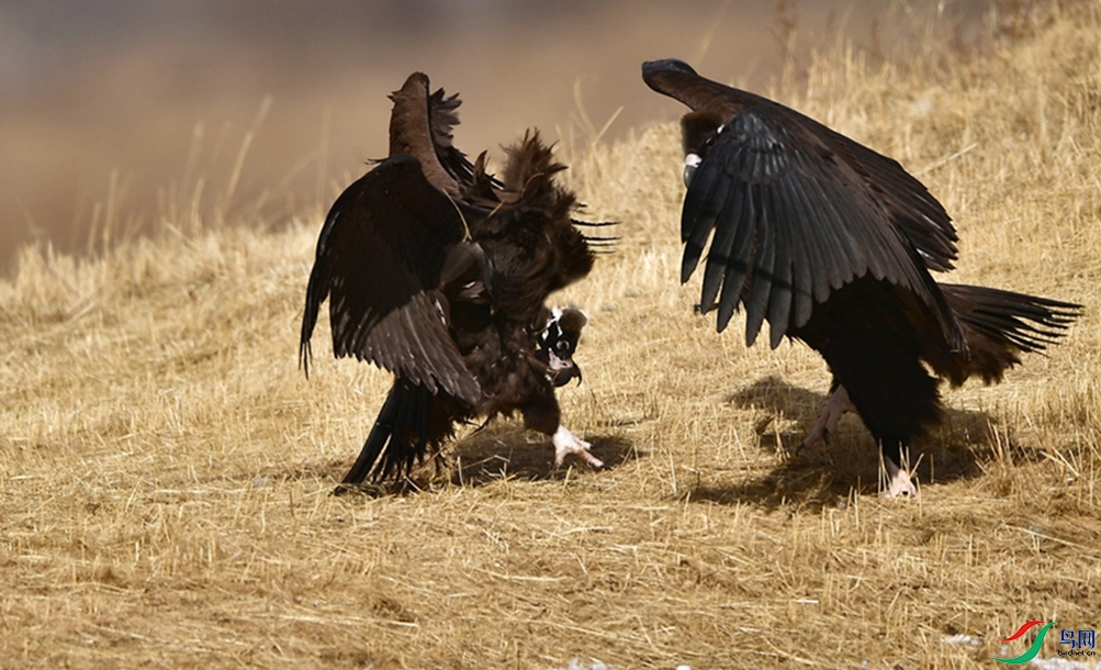 �̱����á�