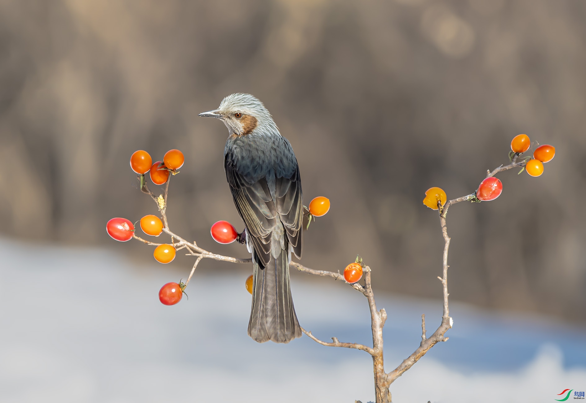 DSC_9971_��ͼ�� ����.jpg