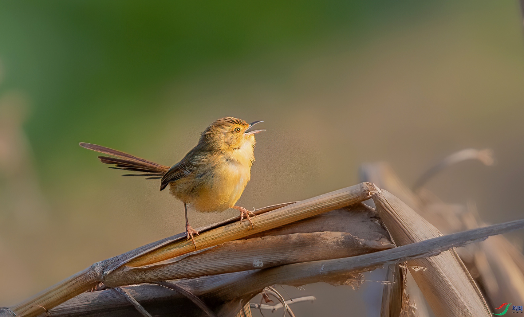 L24_4289-����ǿ-NR ����.jpg