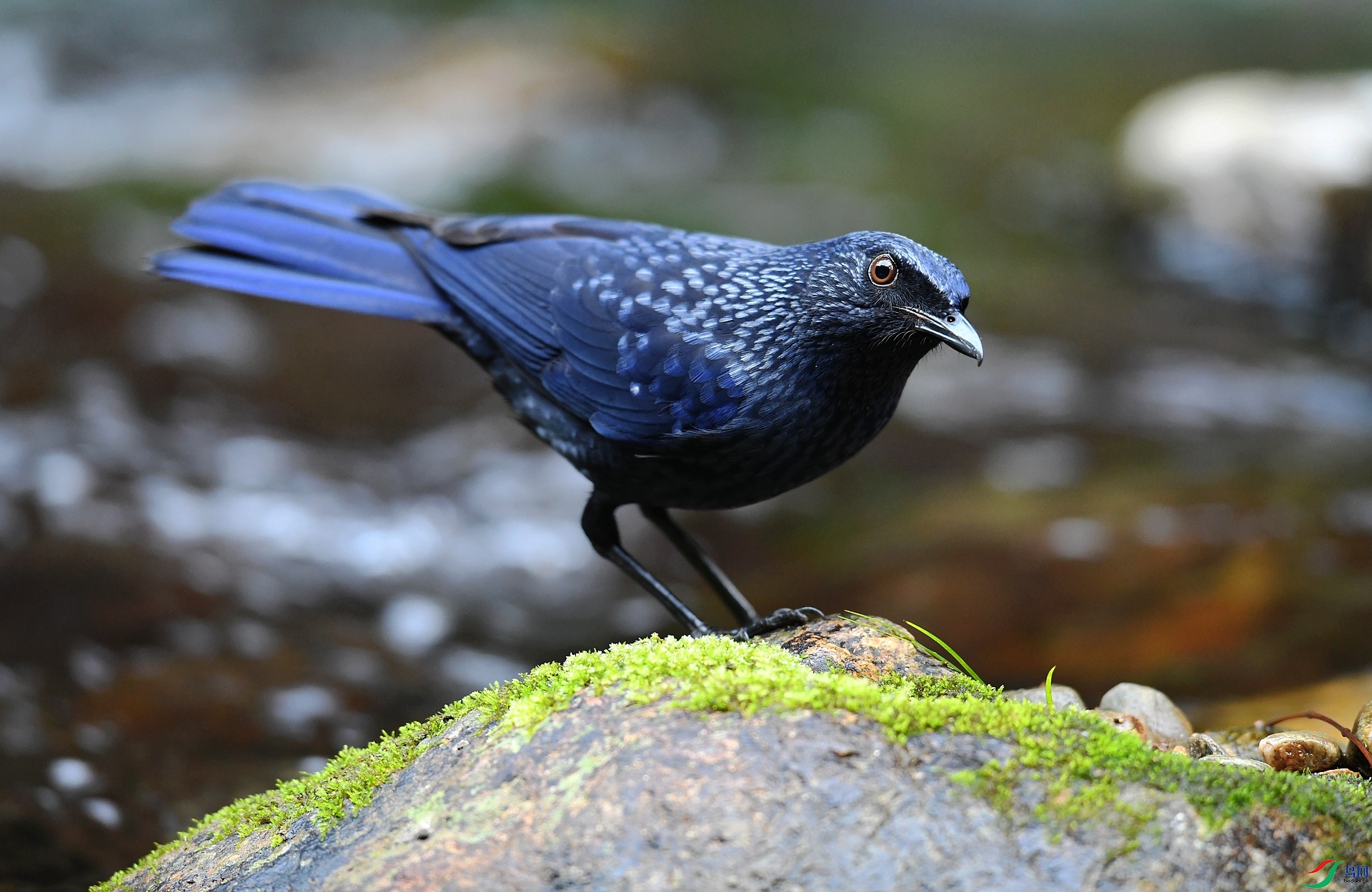 DSC_2669.jpg