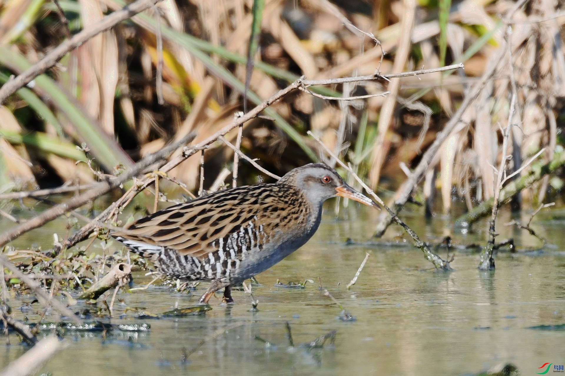 DSC_9166.jpg