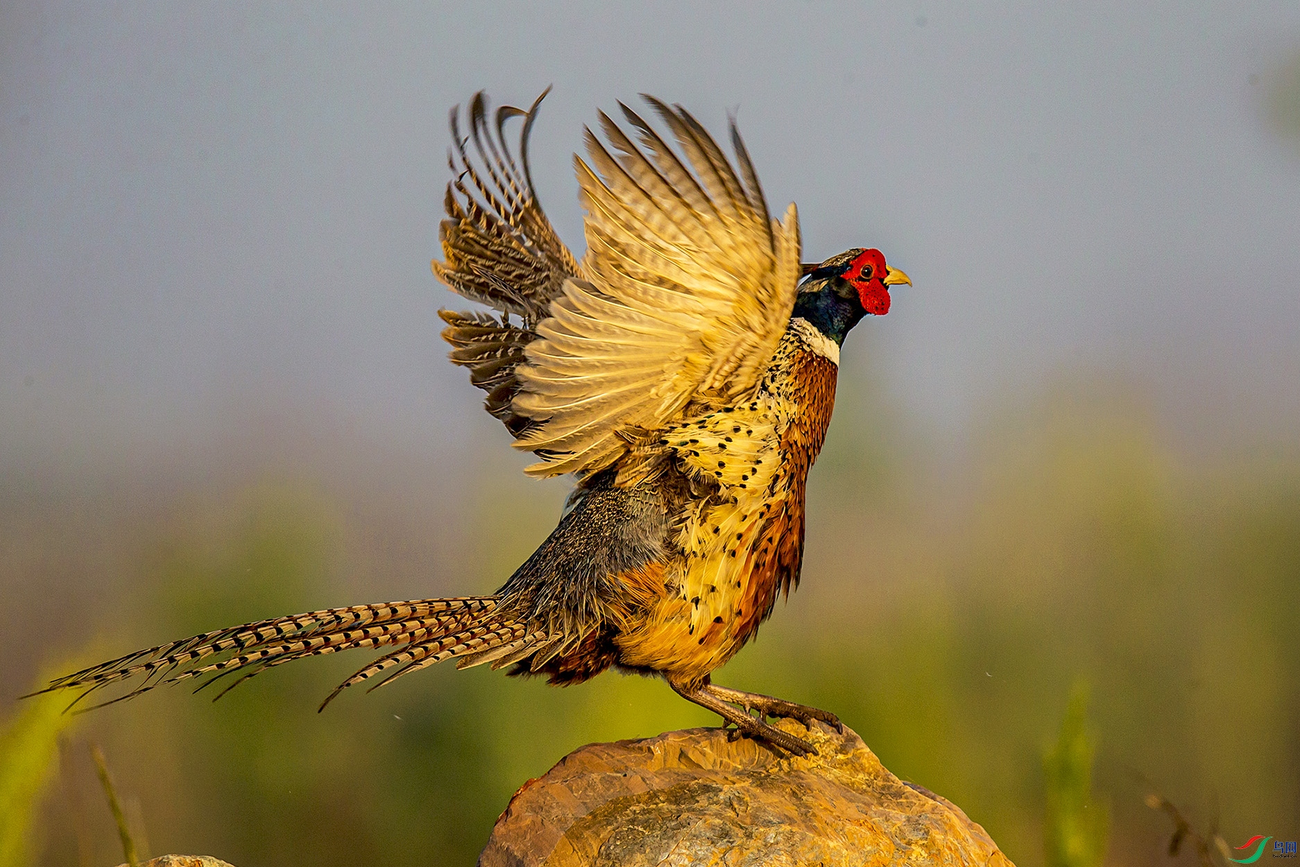 _MG_5263 ����.jpg