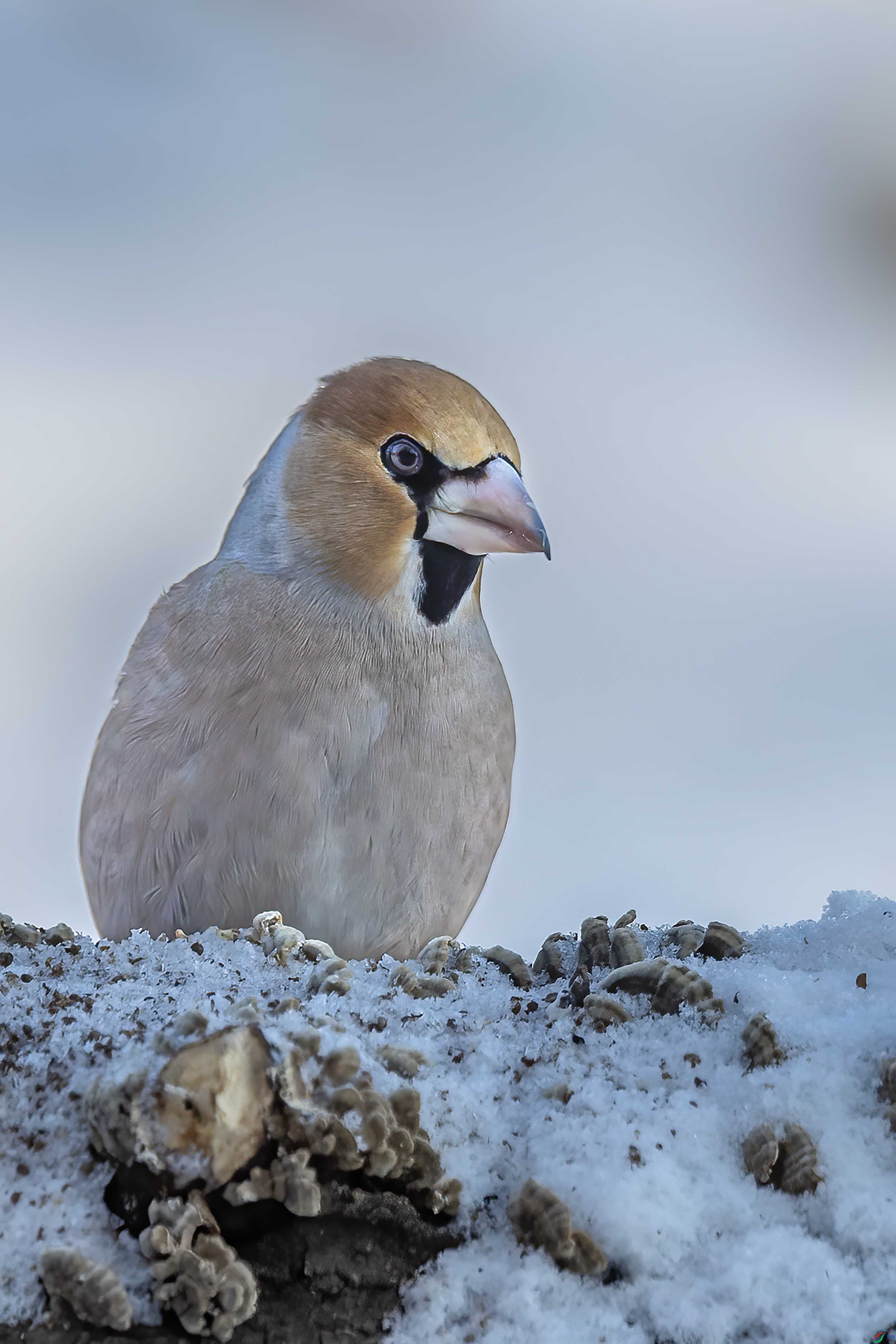 ����ȸФ����