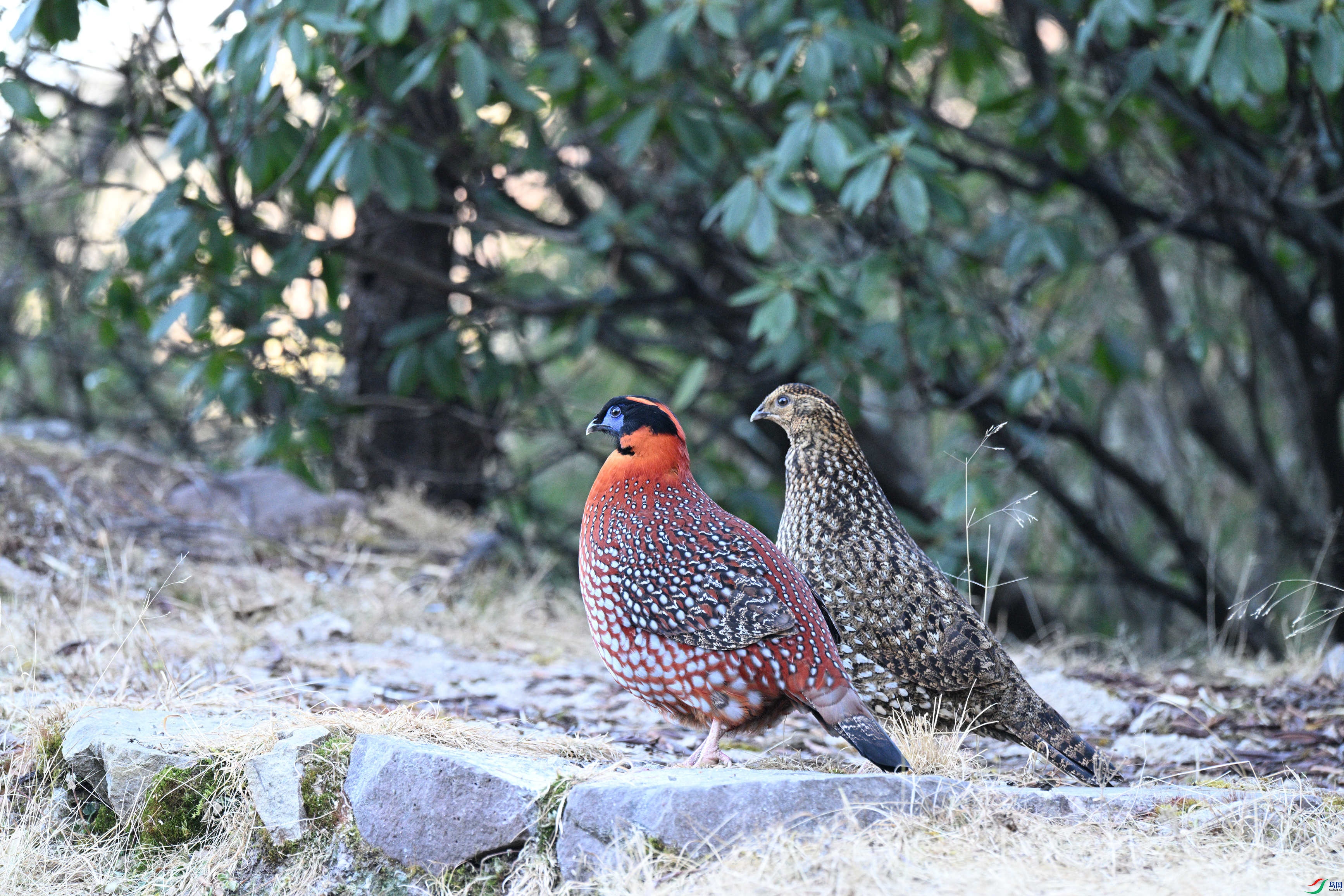 DSC_7952_����.jpg