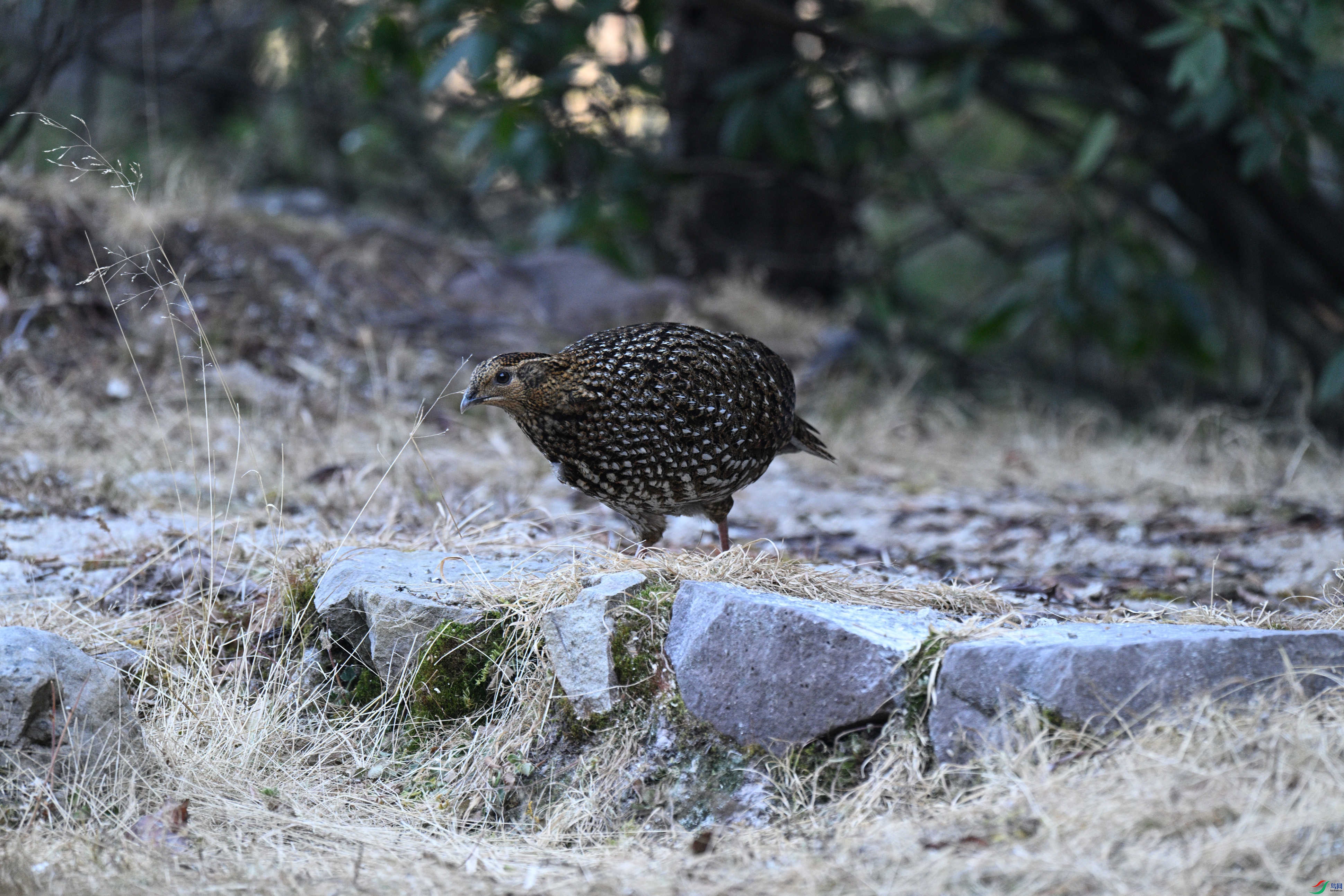 DSC_8060_����.jpg