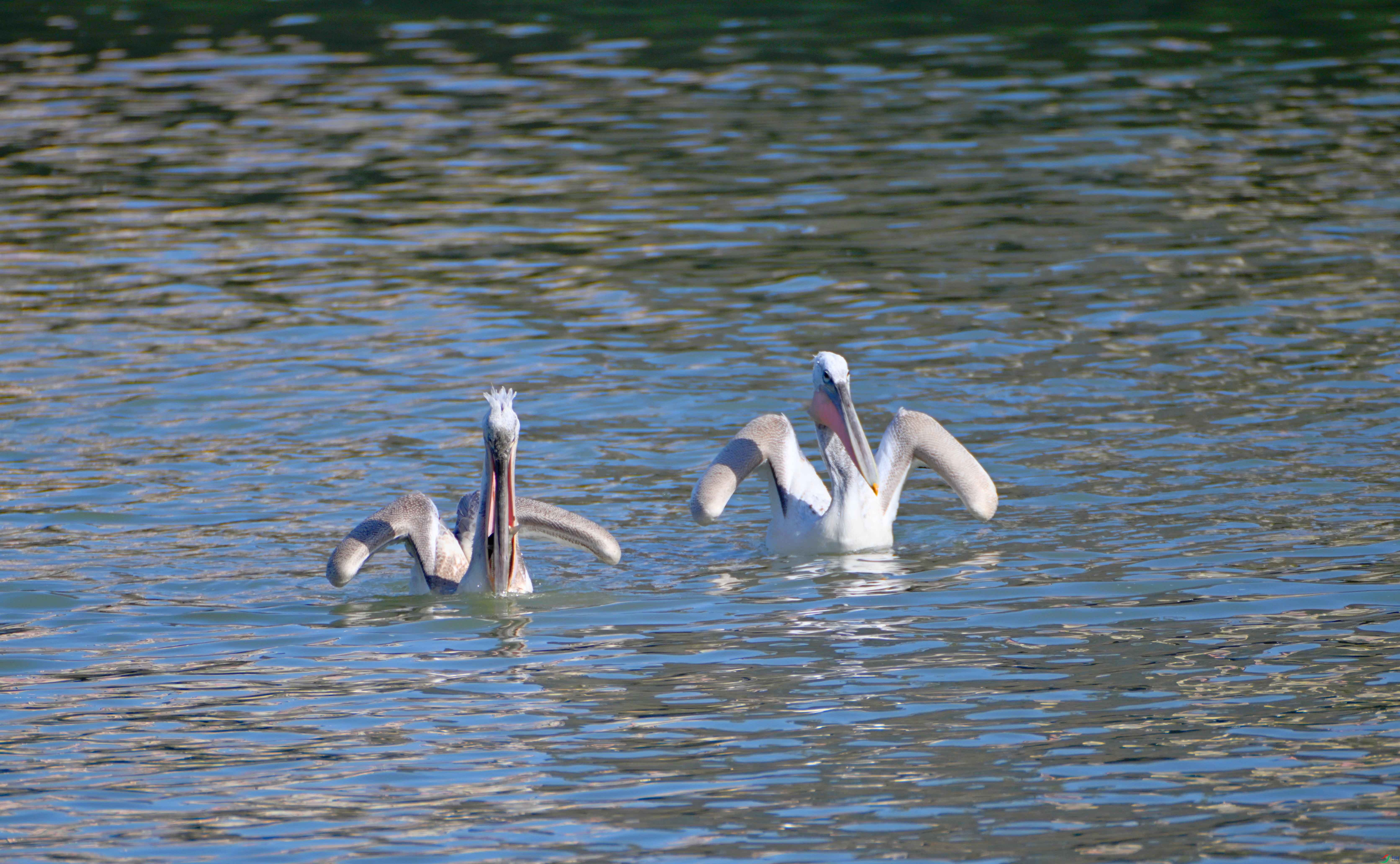 ��������������̬ (15).jpg