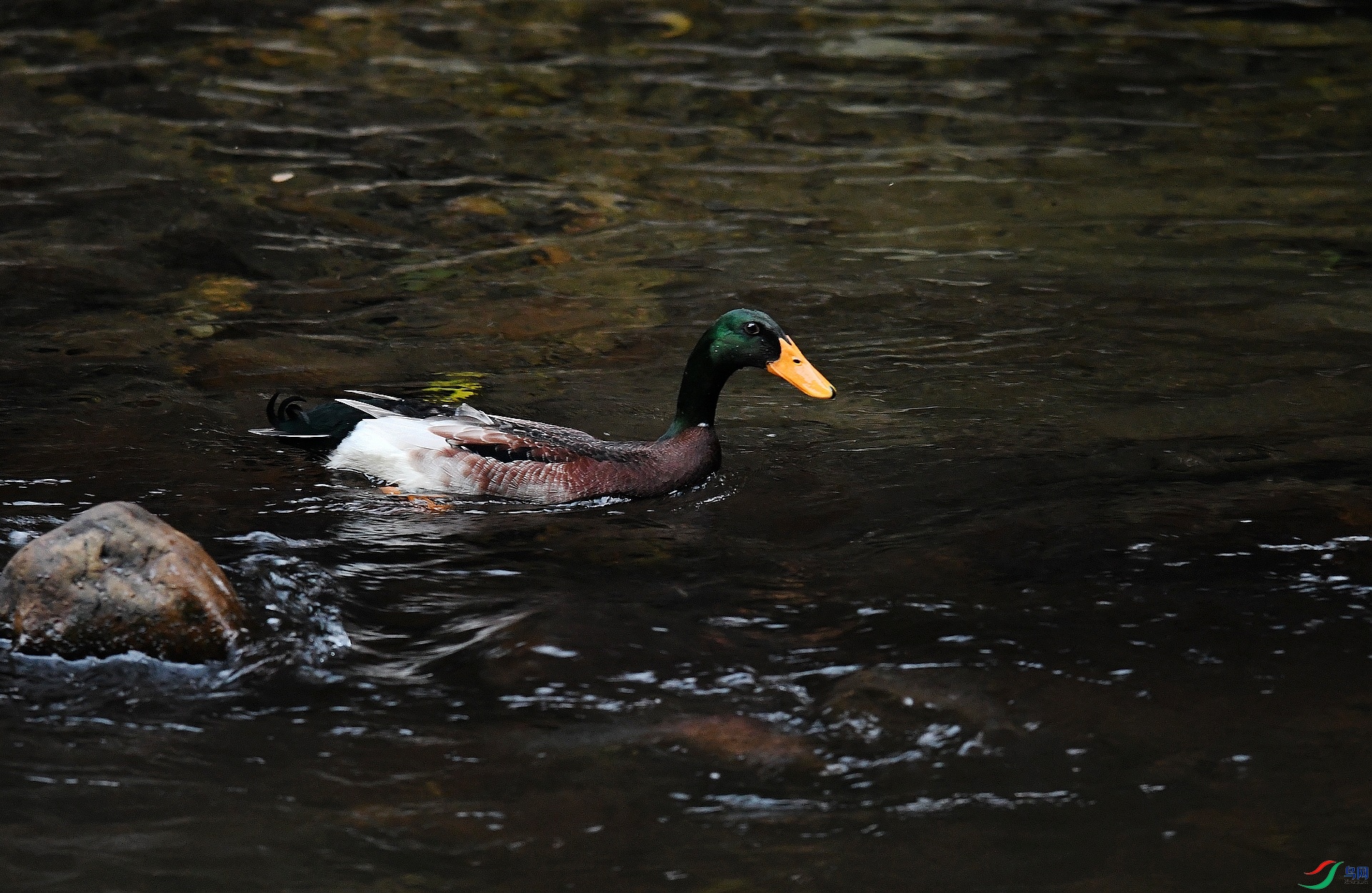 DSC_6857.jpg