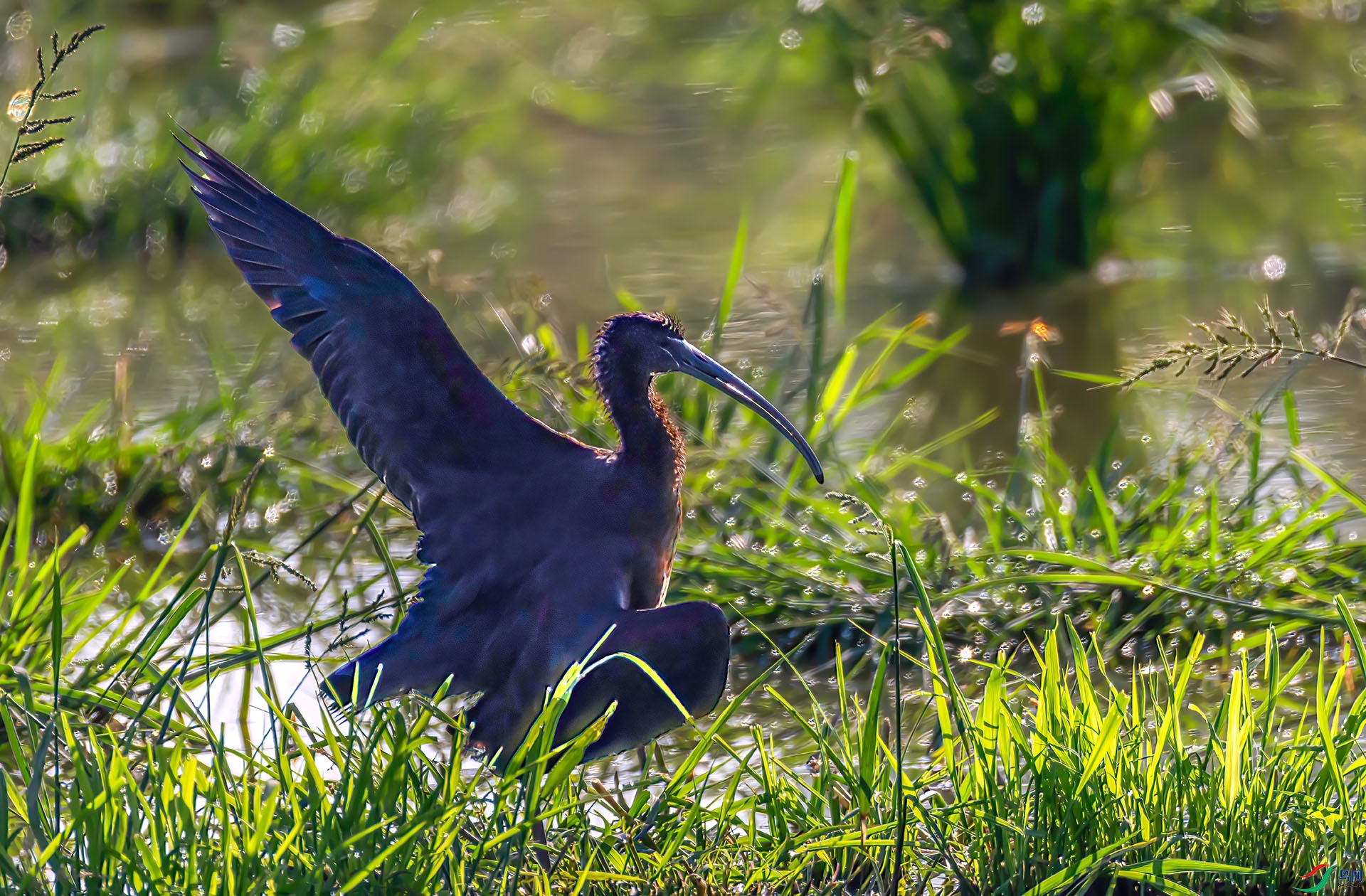 060A4382 ����-Sh----1 .jpg