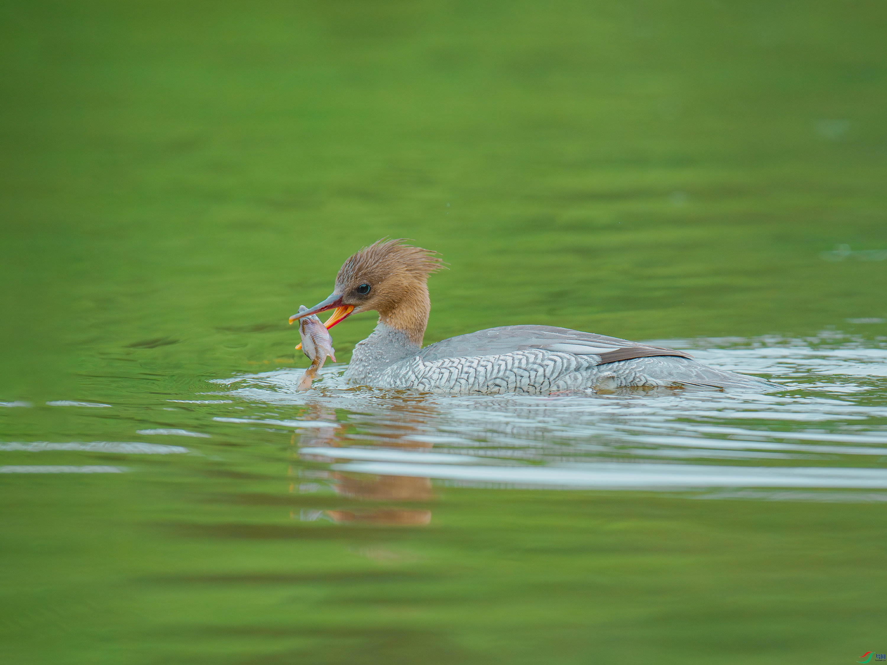 �л���ɳѼ (18).jpg