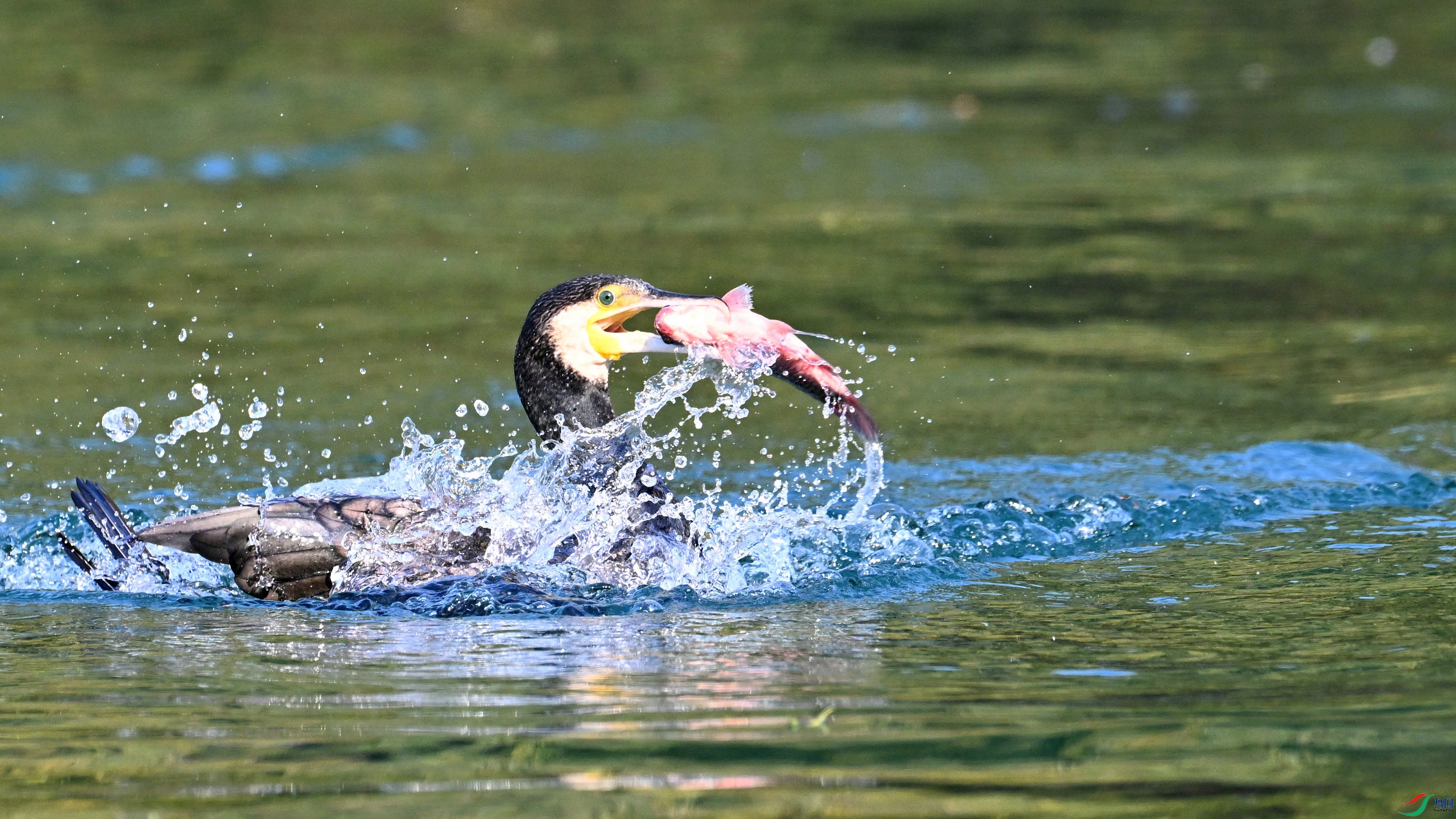DSC_3342.JPG