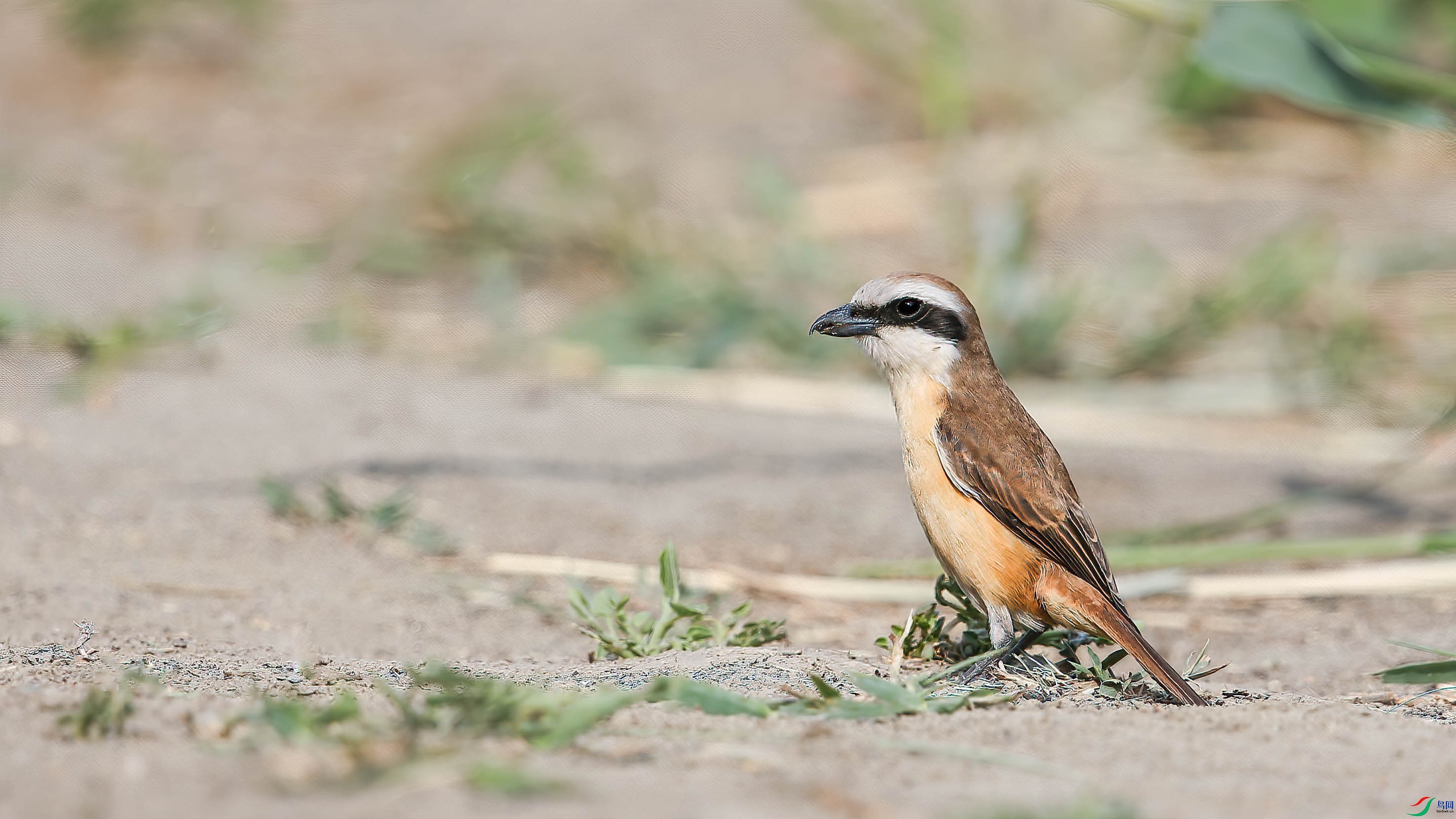 AQ4P7060-1.jpg