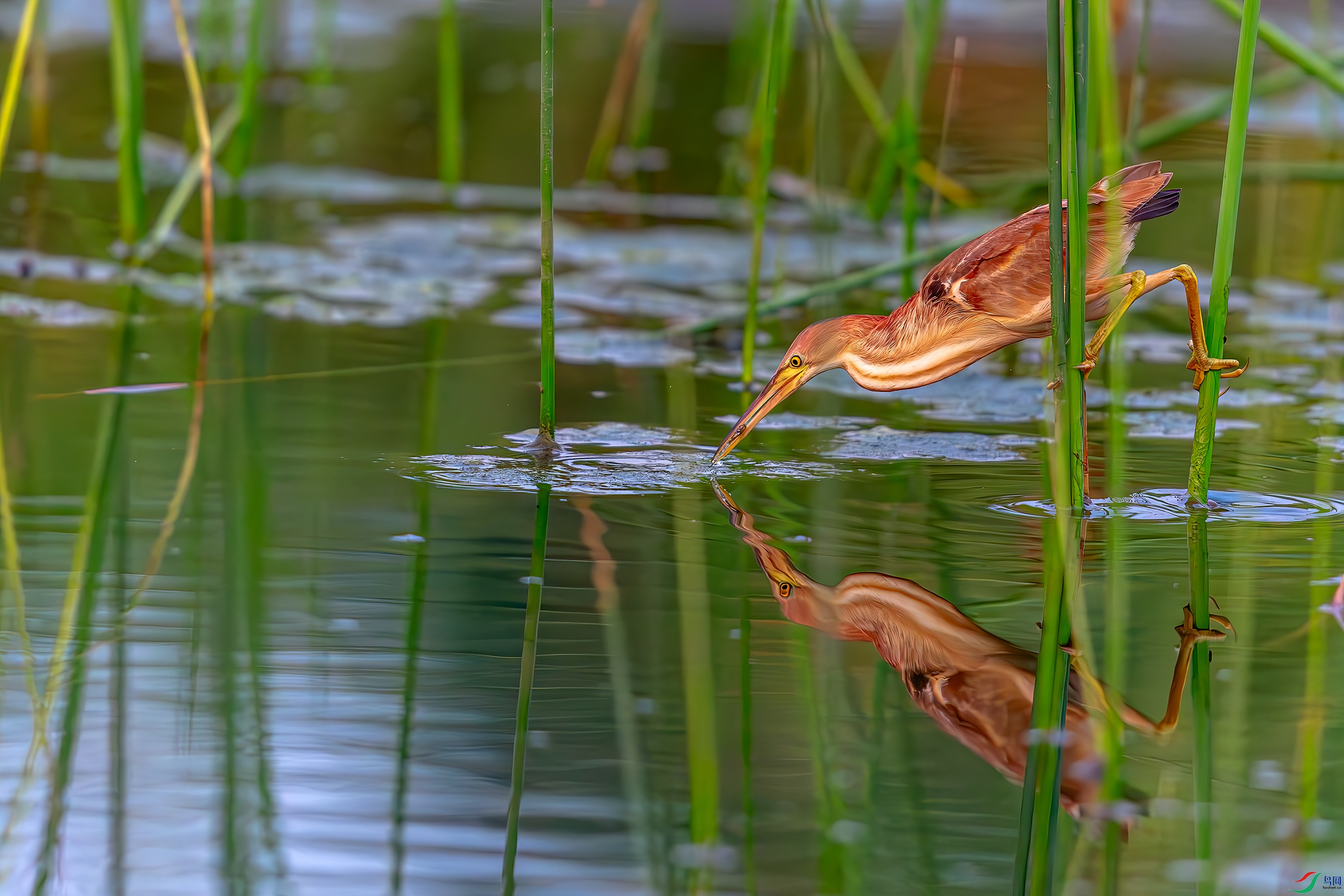 DSC_8399-AB.jpg