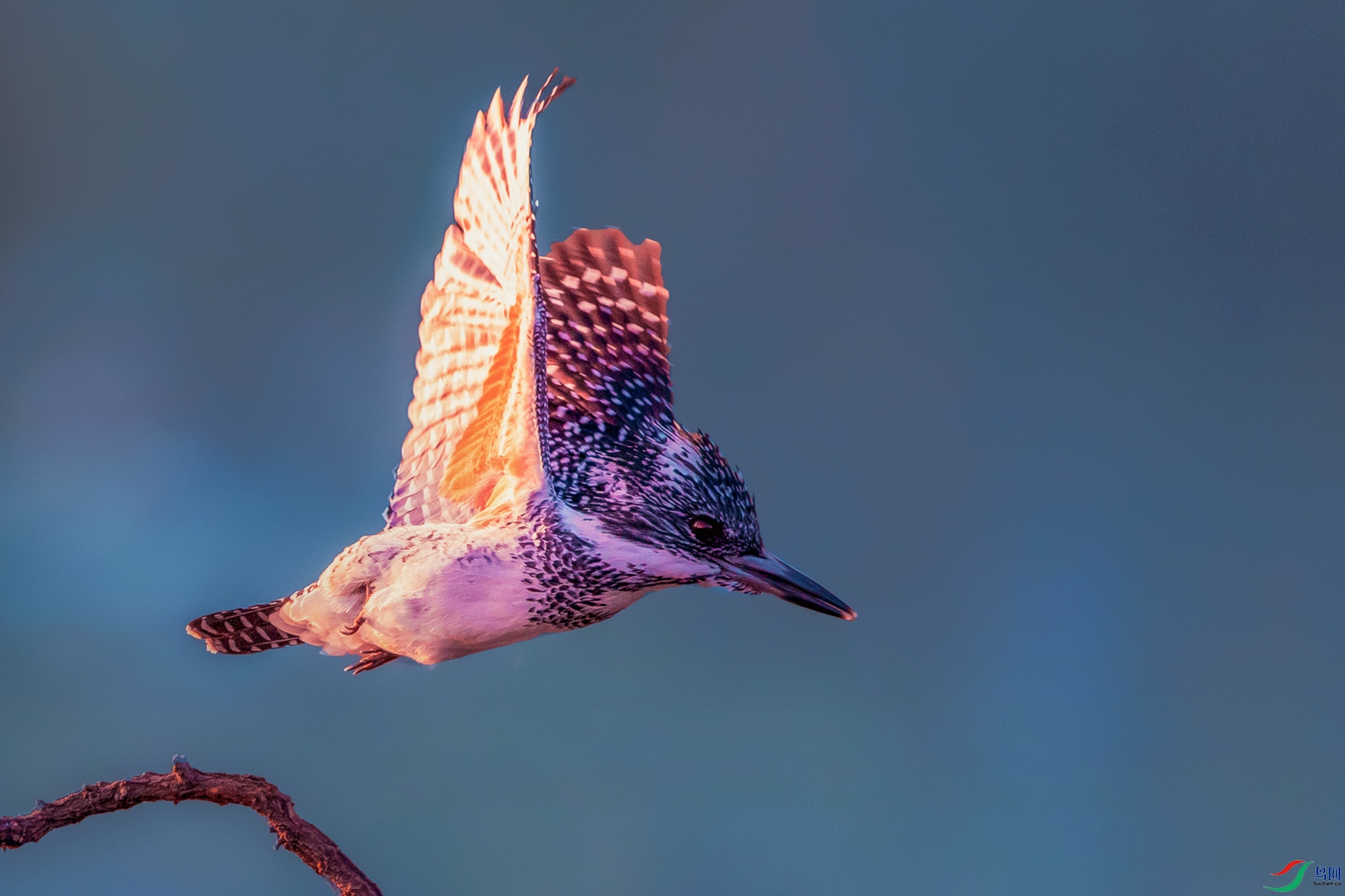 ���㹷----ϼ������