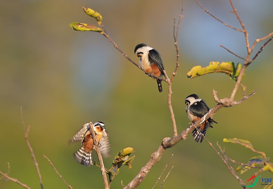 {A94A64AD-30CA-4D4E-B623-0E0005F29912} ����.jpg