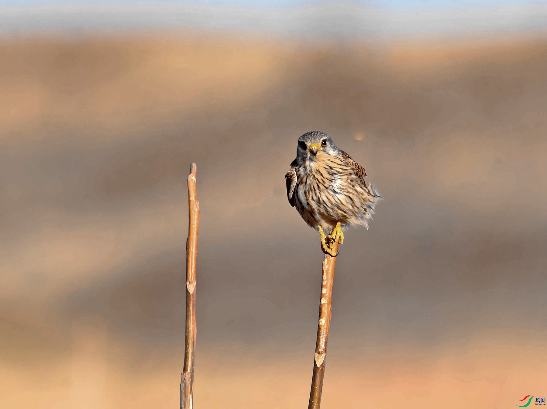 _DSC5168_����_����.jpg