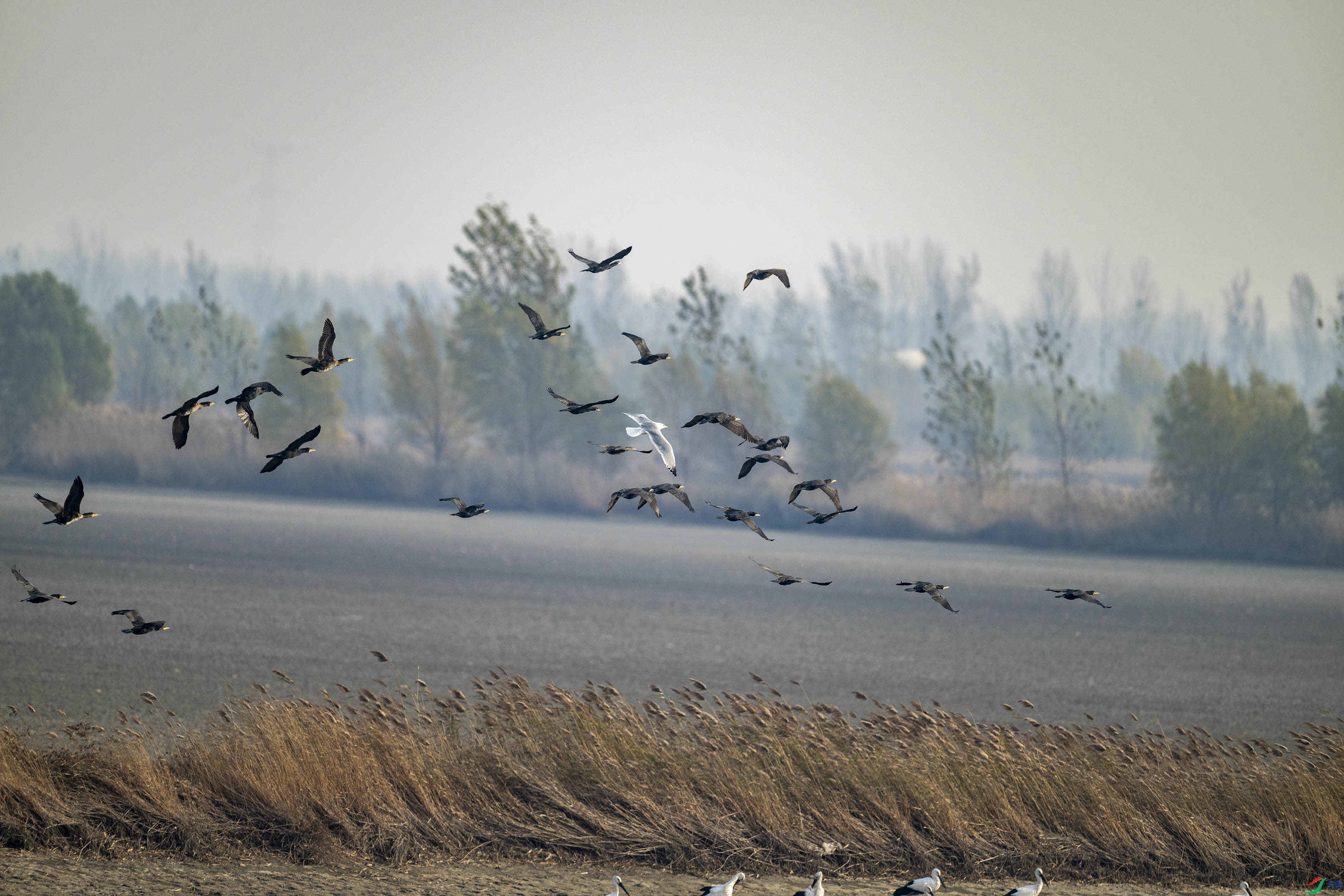 DSC_0887.jpg