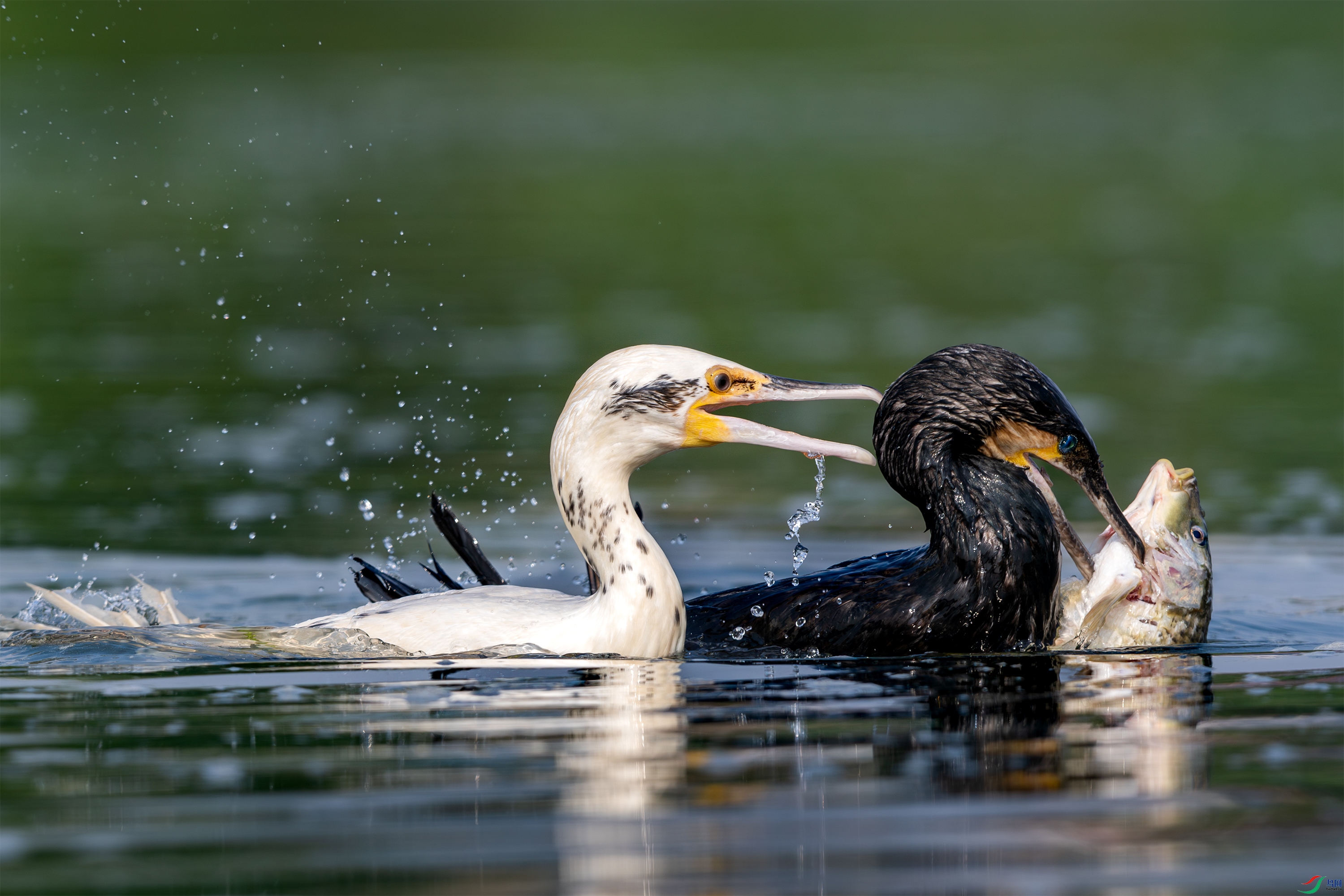 063A3525 ����.jpg