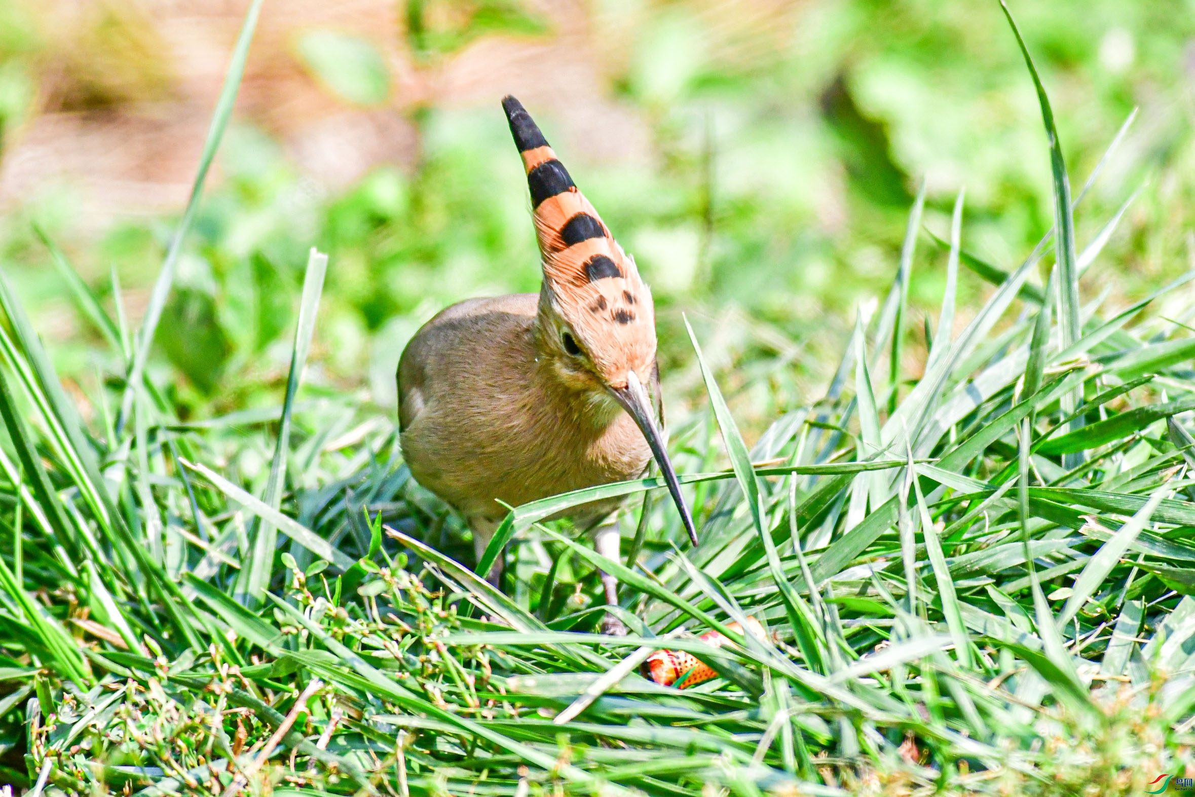 DSC_6070   ֦ͷ.jpg