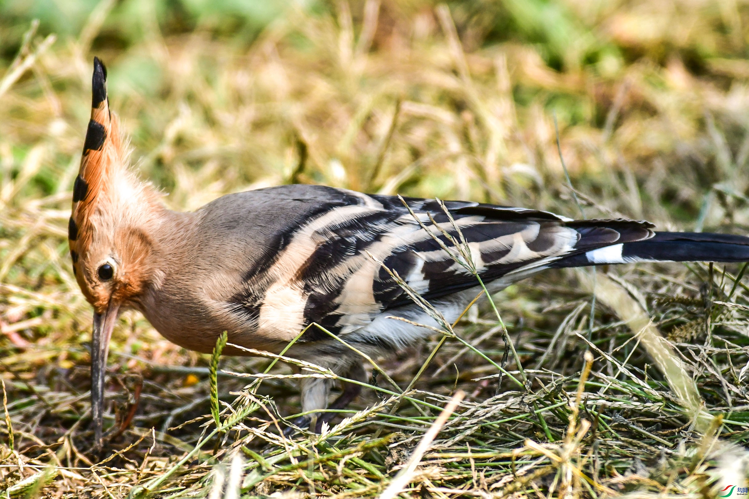 DSC_6087   ֦ͷ.jpg