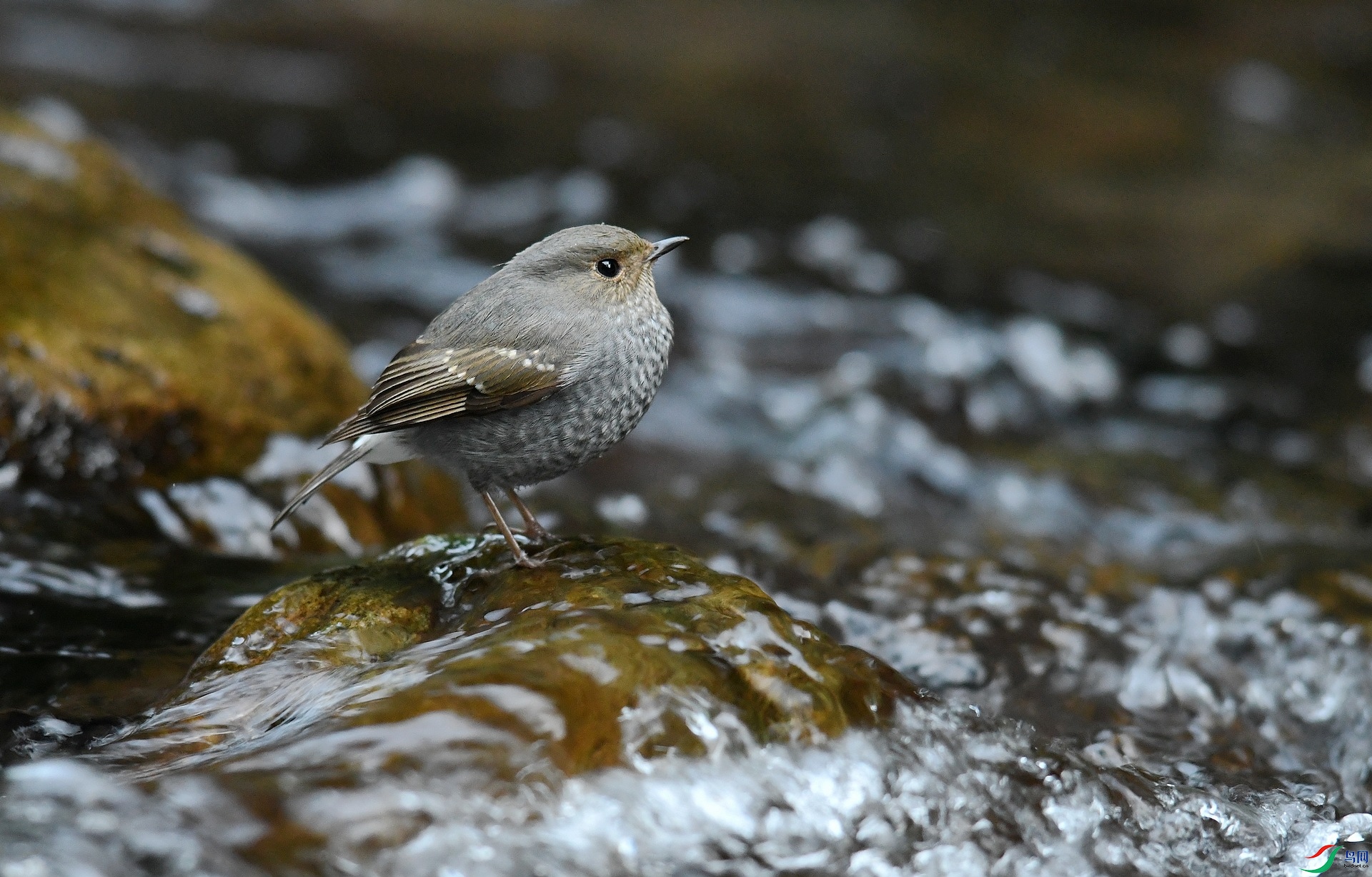 DSC_2988.jpg