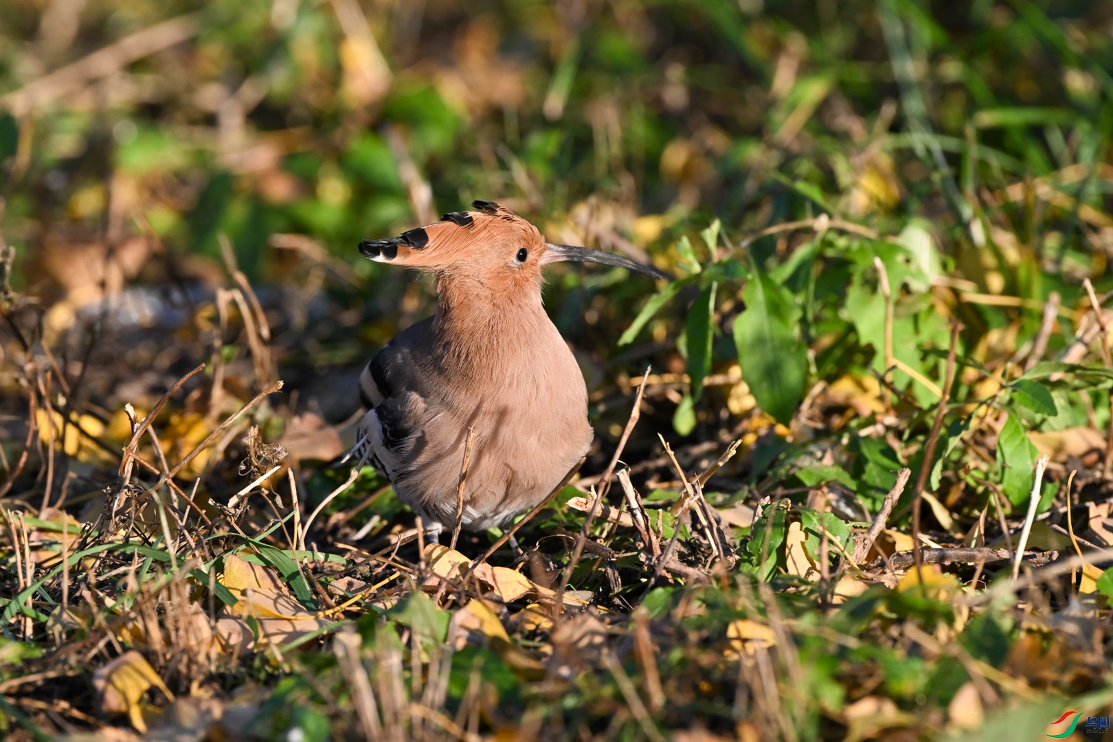 DSC_8297_1.jpg