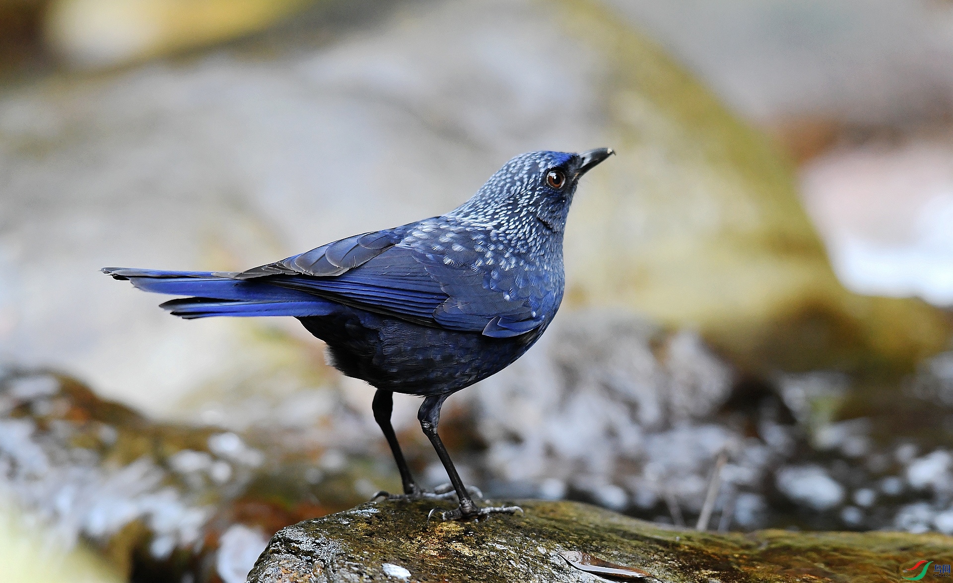 DSC_2761.jpg