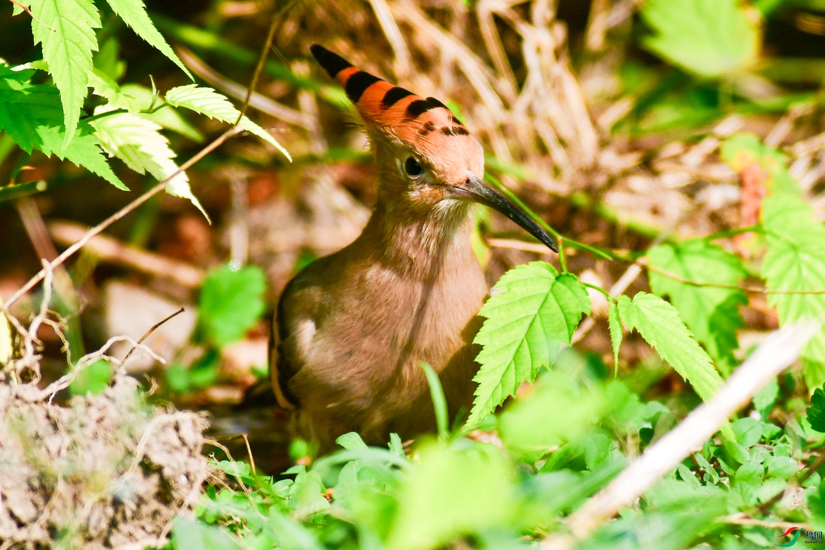 DSC_6173   ֦ͷ_1.jpg