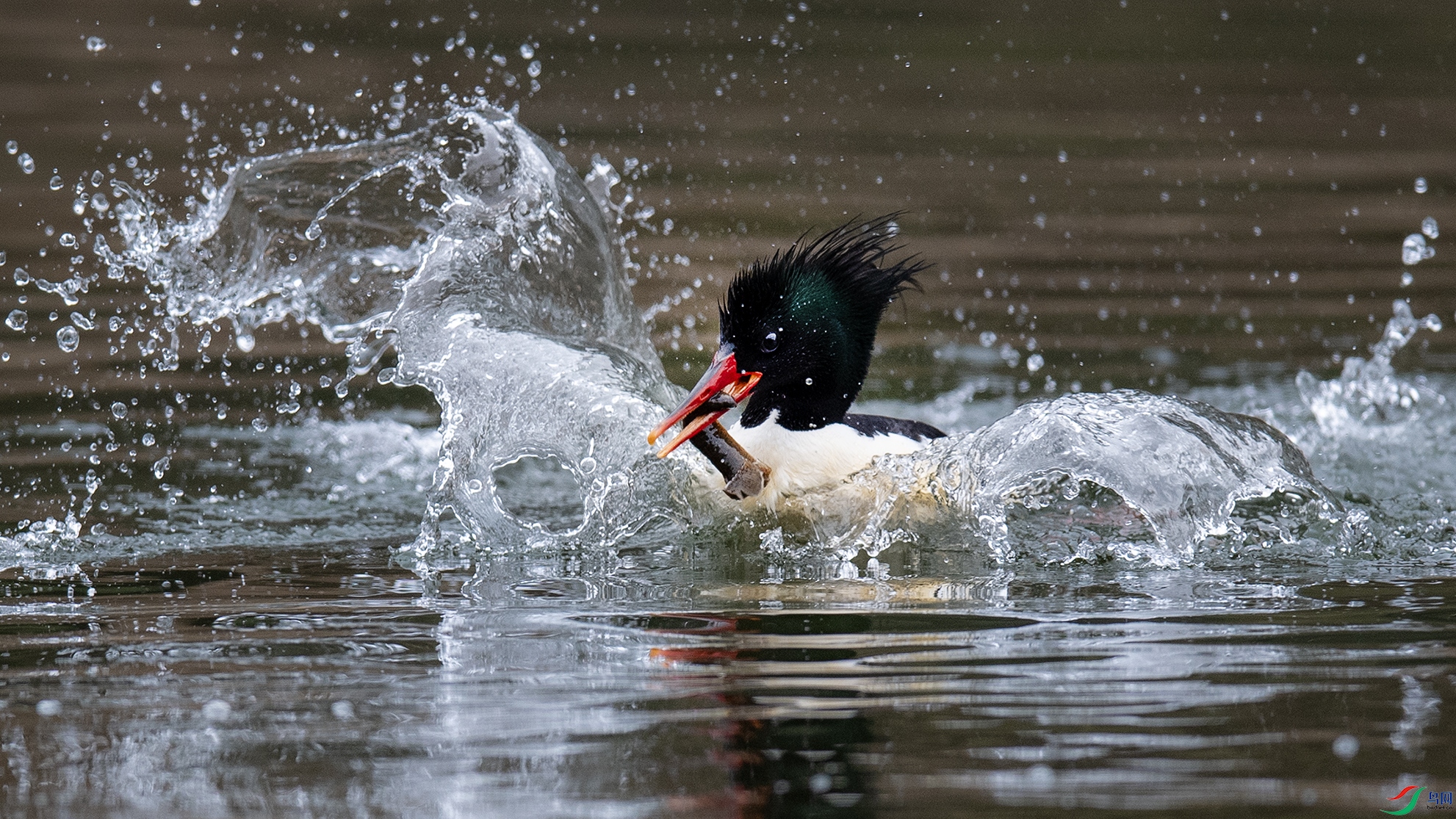 _DSC9077 ����.jpg