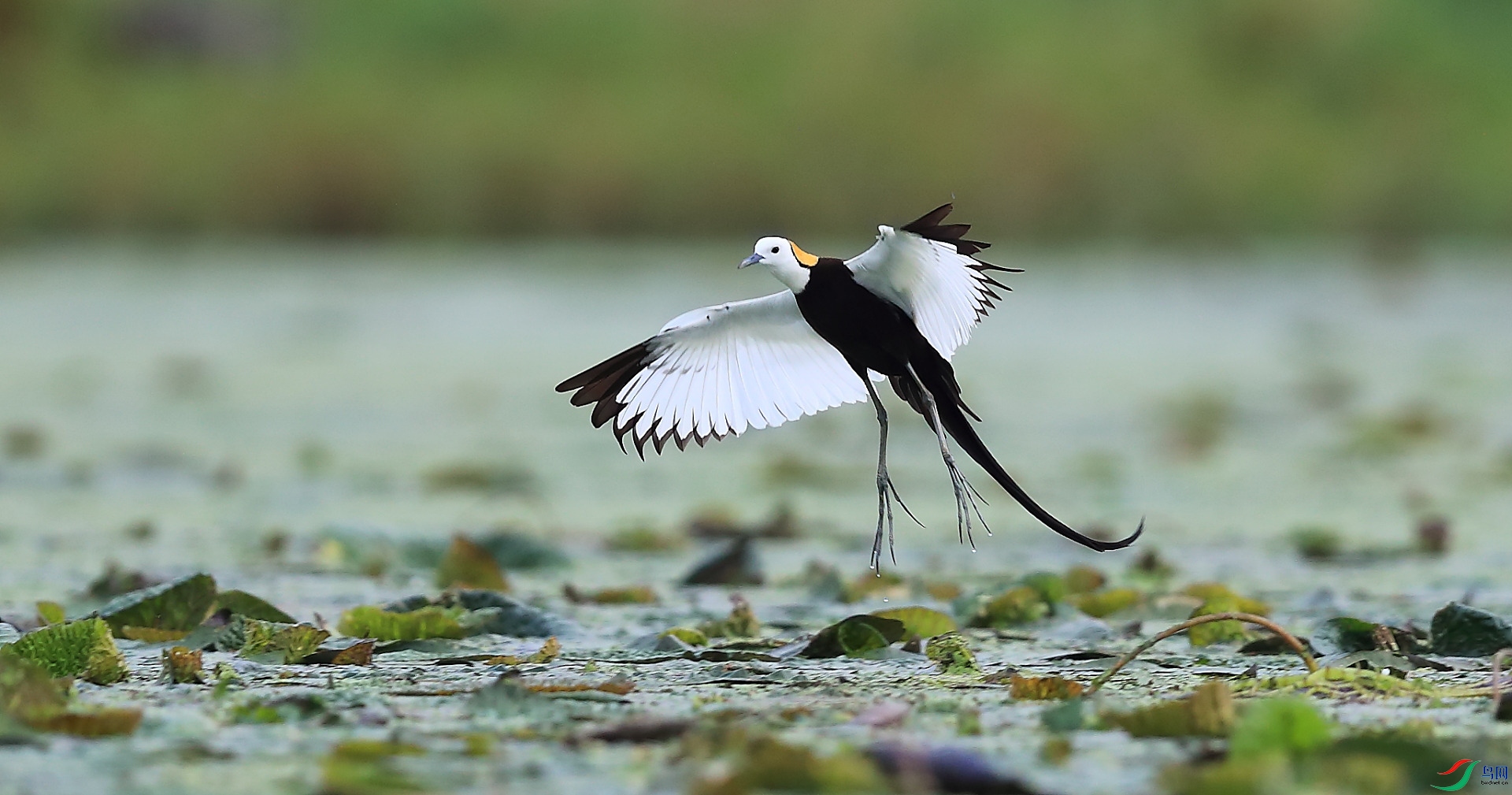 B12I8713�� - ����.JPG