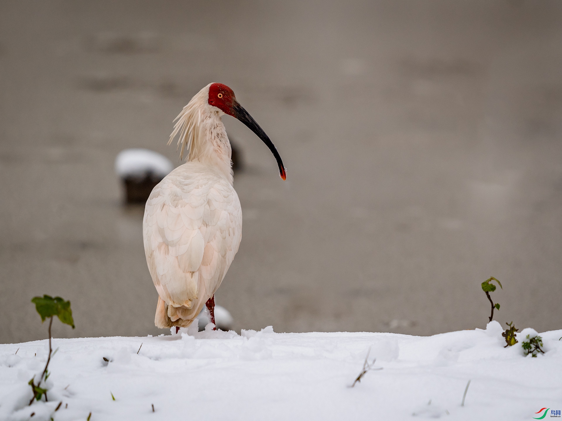 DSC_8761-1.jpg
