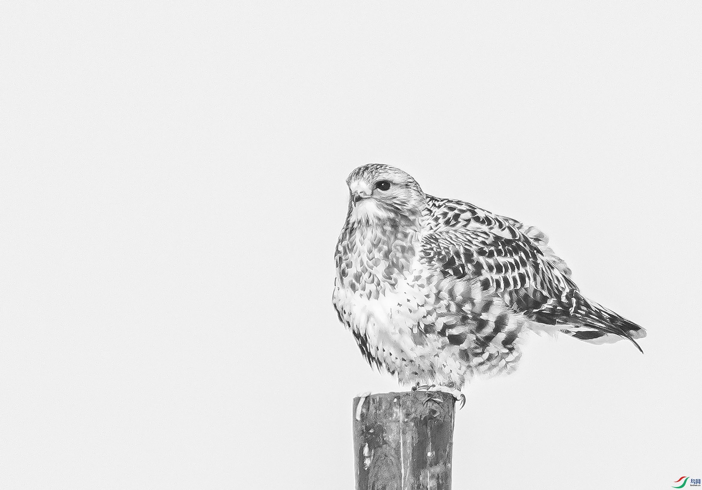 _I6W9295ë������ڰף