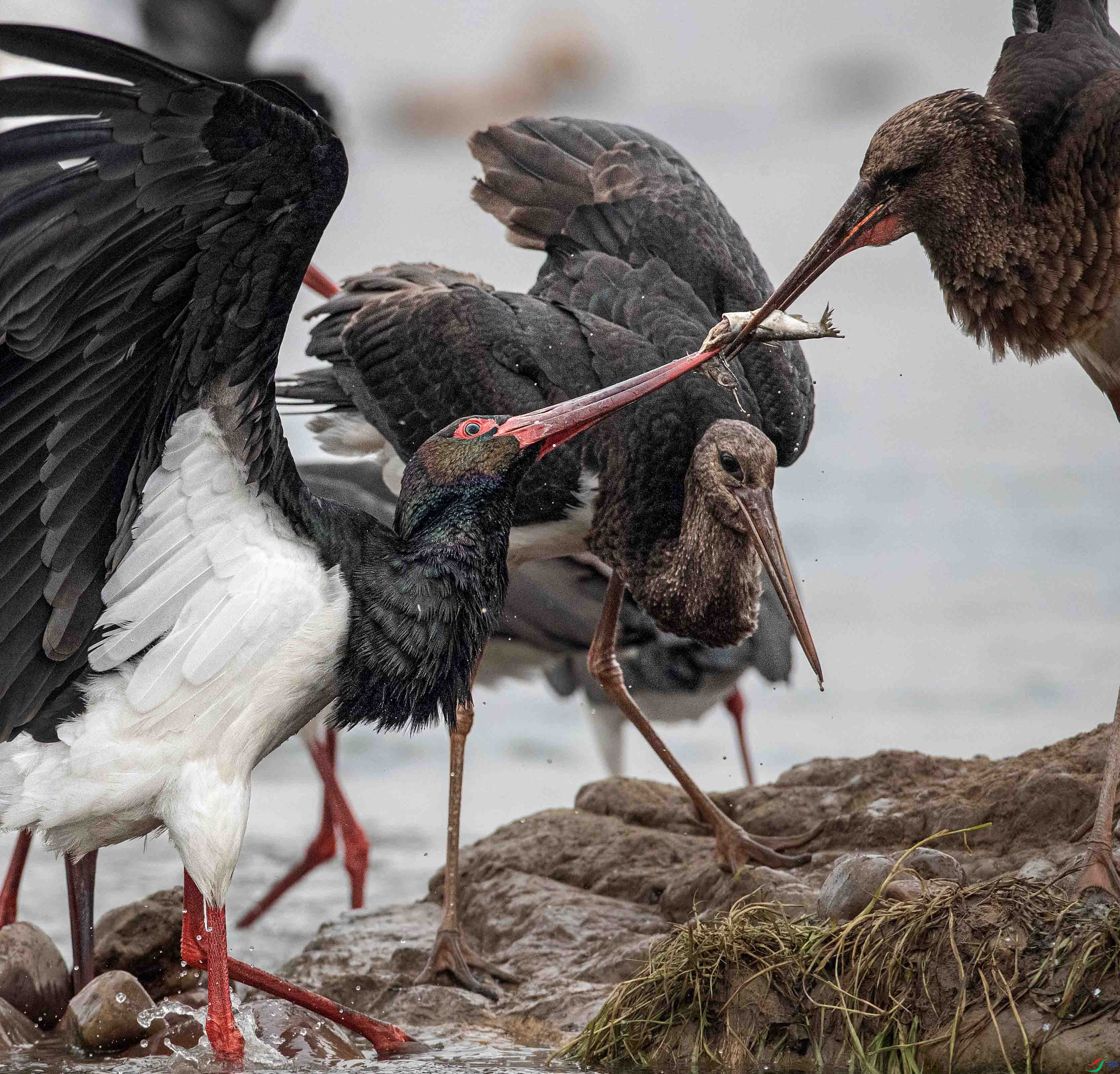 A79I4810 ����.jpg