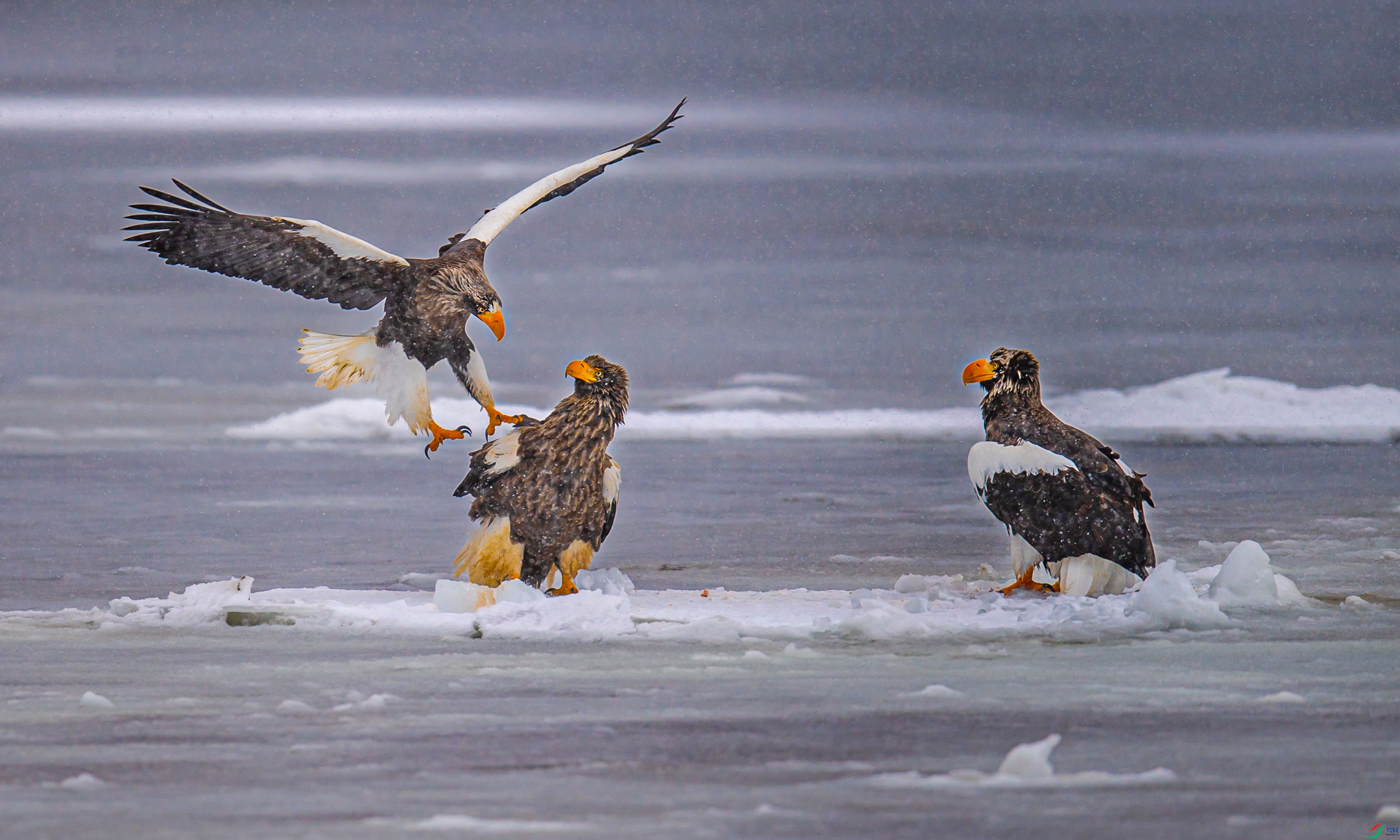 DSC_5900-1.jpg