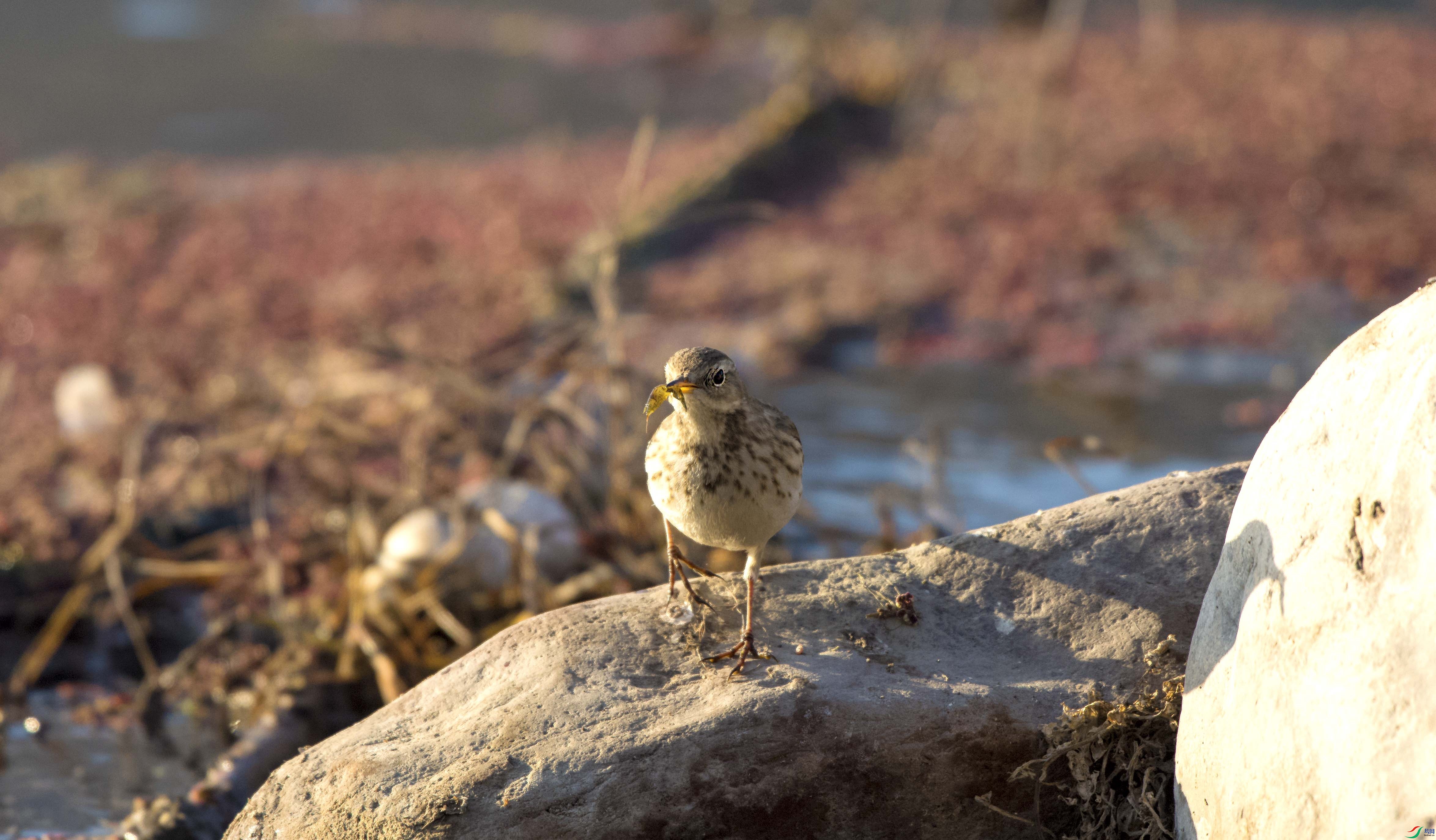 DSC_2804.jpg