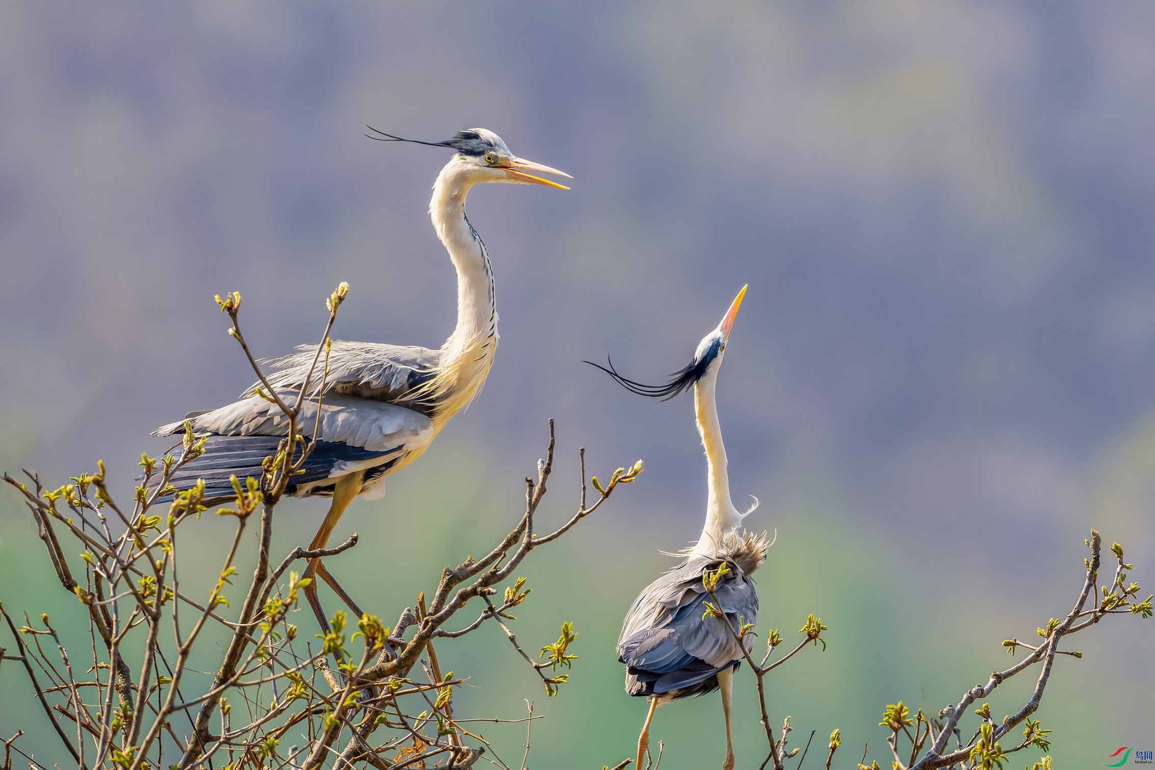 DSC09868-����ǿ-NR ����.jpg