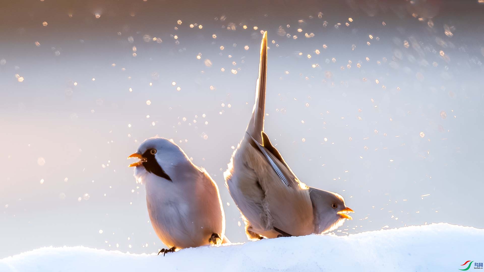 ����ȸ