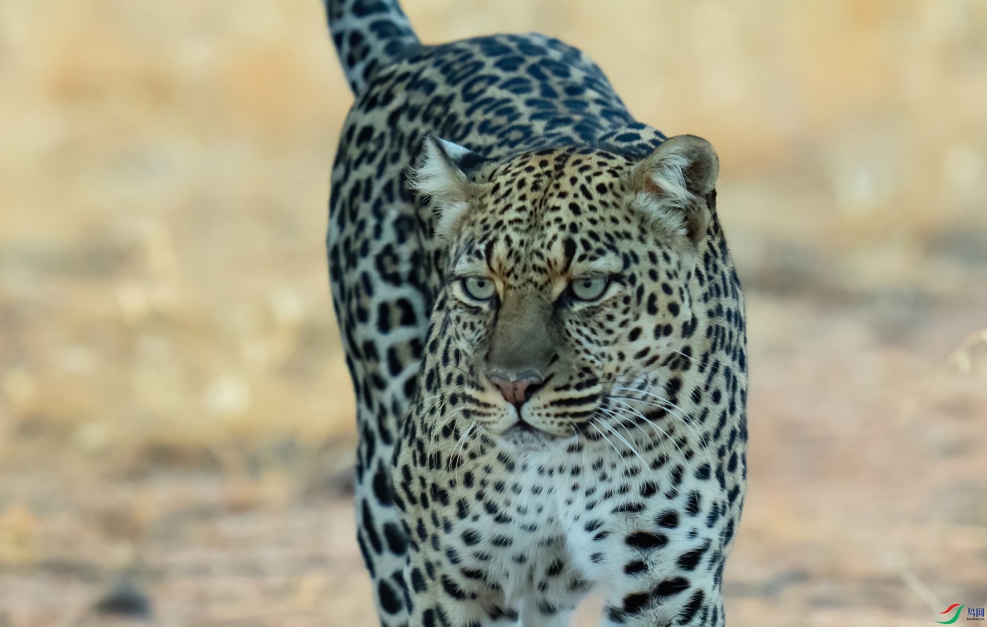 DSC01099-denoise-denoise.jpg
