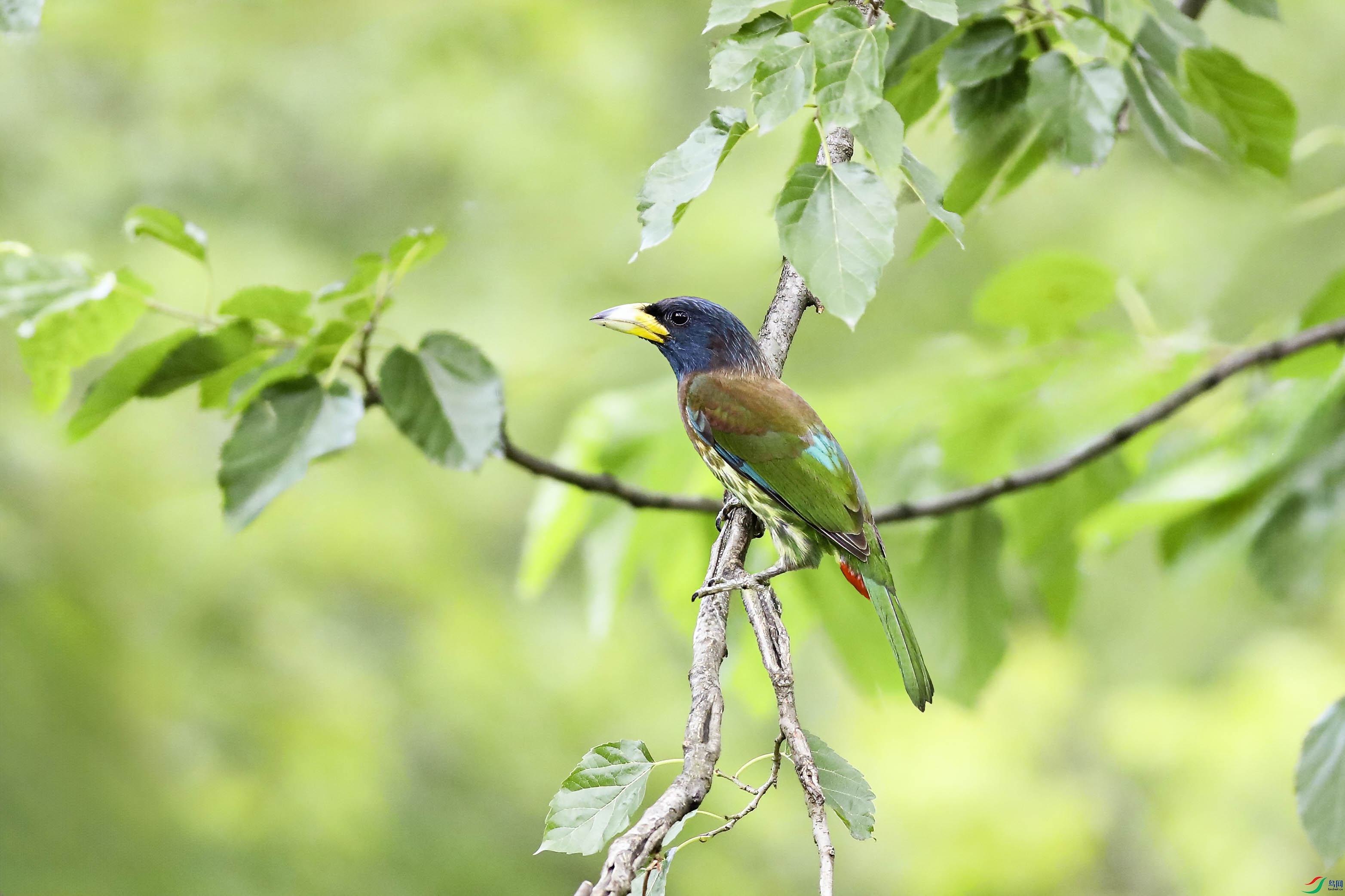 ������ľ��