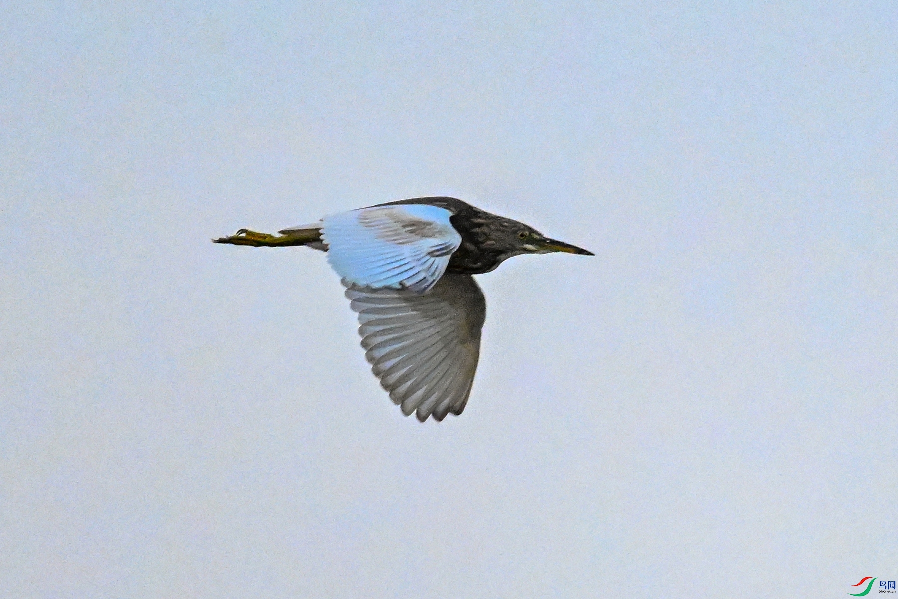 DSC_7739.JPG